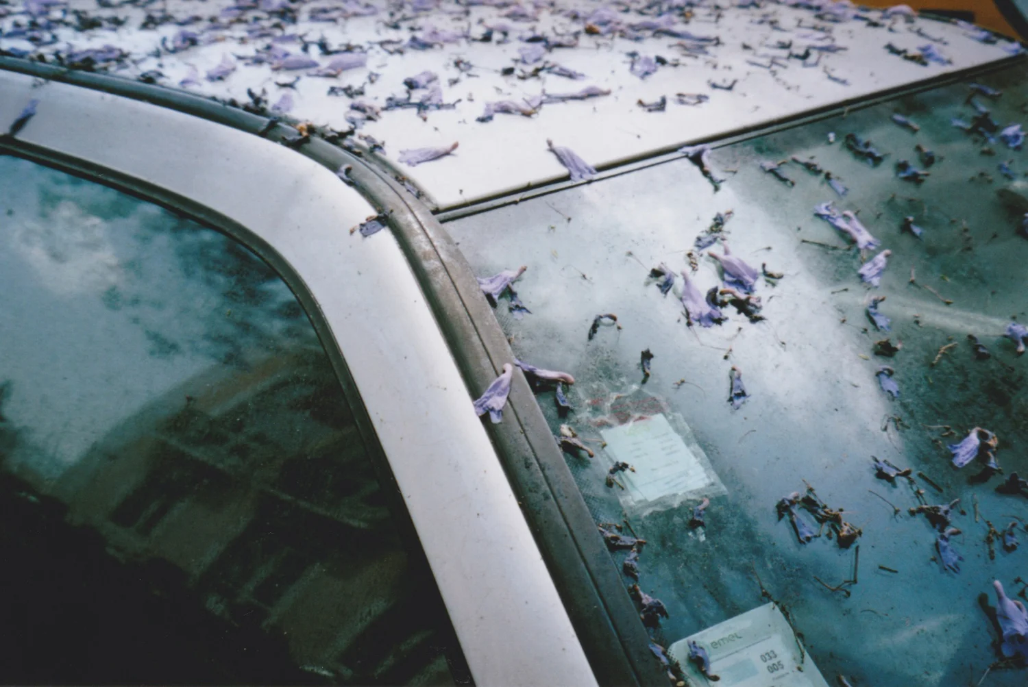 JacarandaCar.jpg