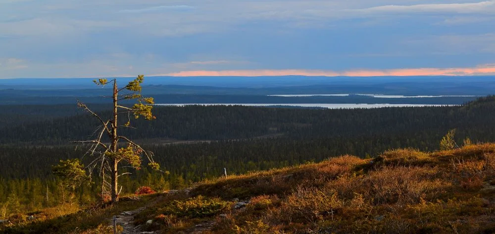 palkasrinne.jpg
