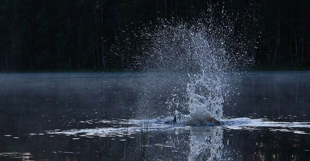 Majava ei pidä tunkeilevasta vieraasta ja yrittää pelotella läiskimällä vettä pyrstöllään. 