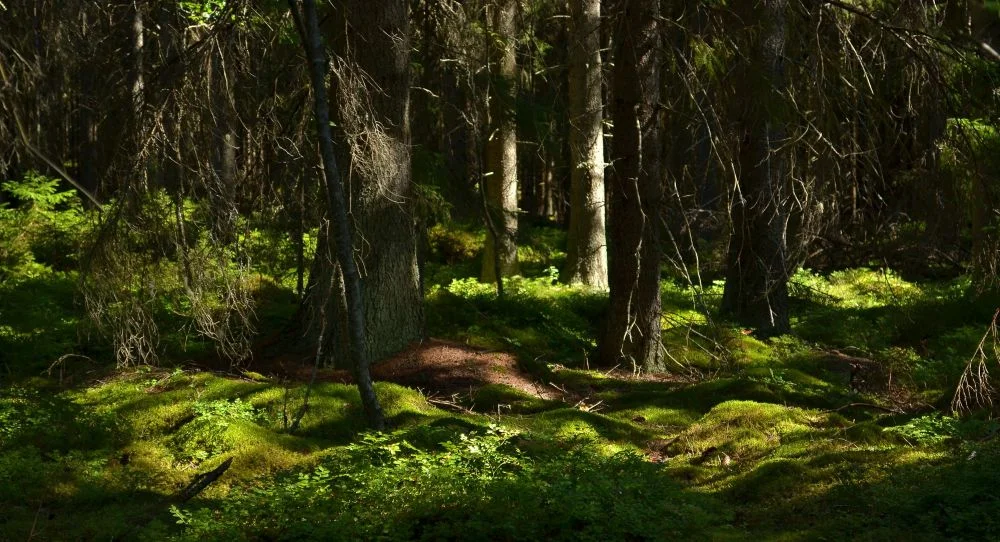 savilahti.jpg