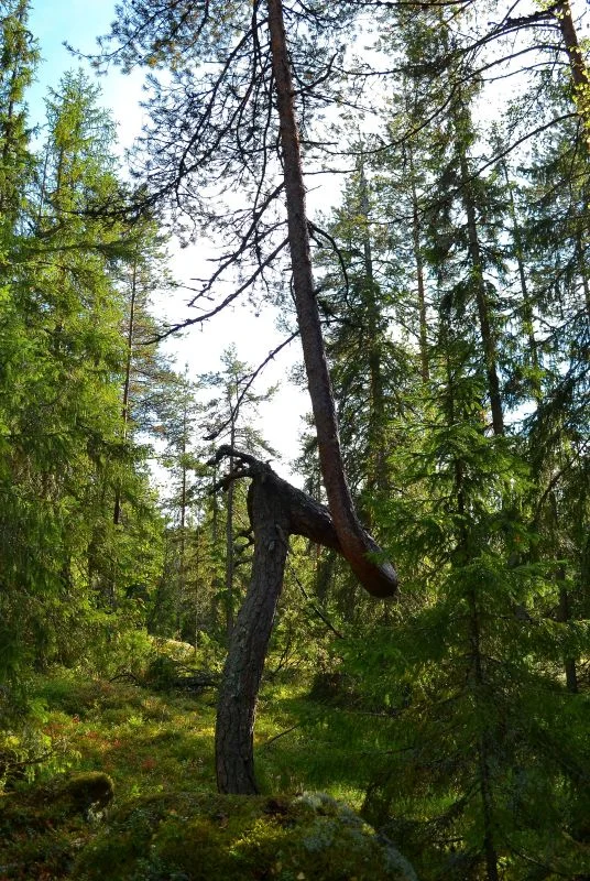 Tällä puulla oli teini-iässä asenneongelma.