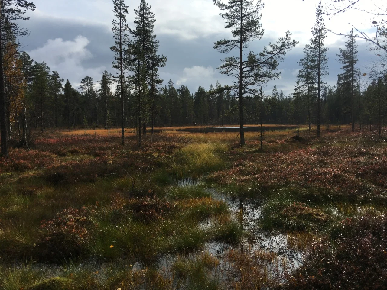 Soinen metsä.jpg