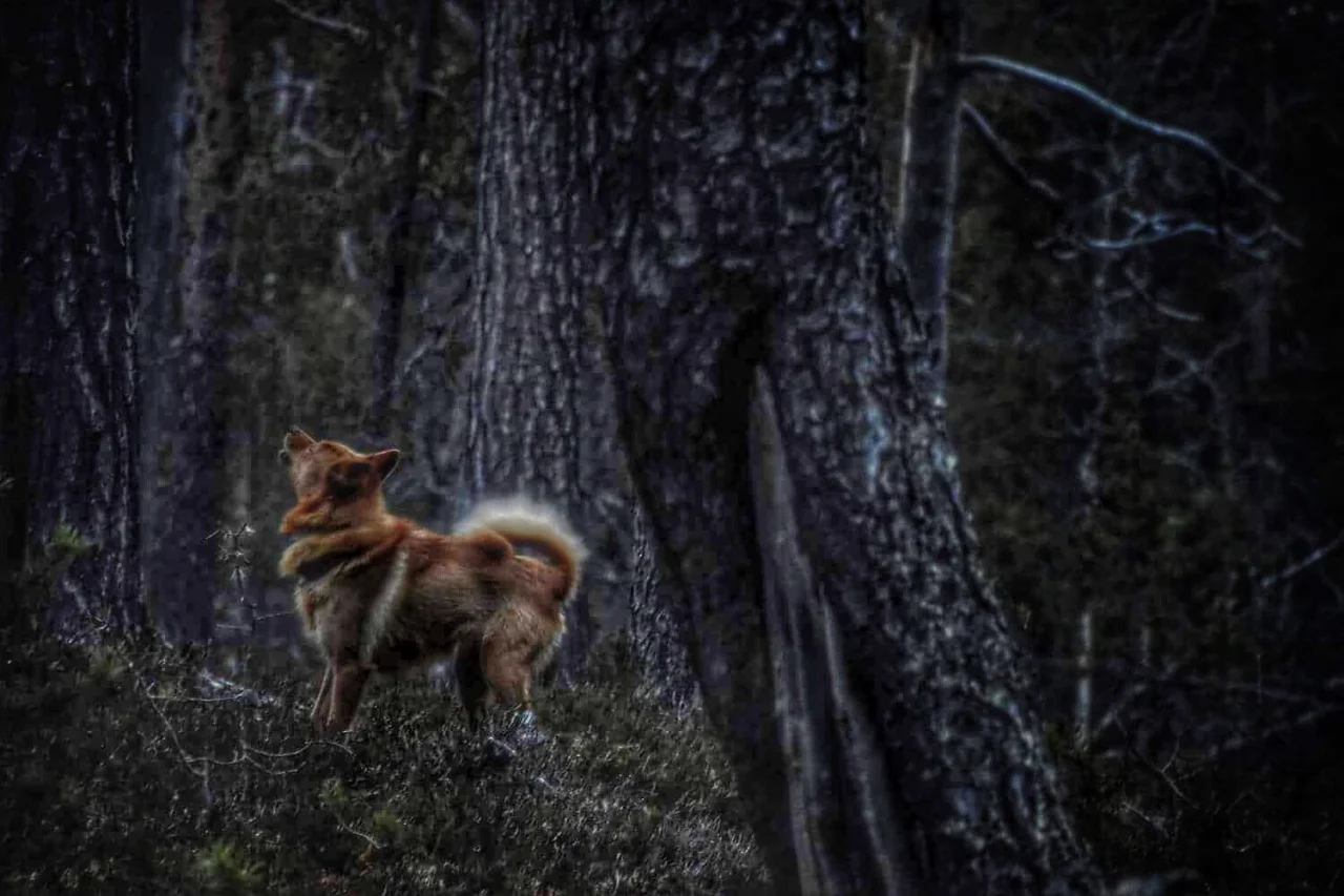 Nappisilmä ja pikinokka metsällä