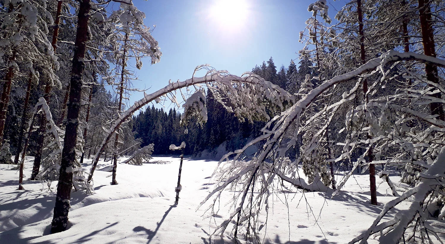 Luminen metsämaisema ja taakasta taipuneet puunrungot.