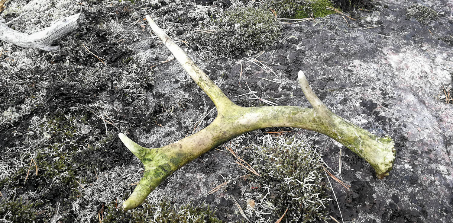Kuka lie sarven pudottanutkaan, ei luultavasti sitä enää kaipaa.