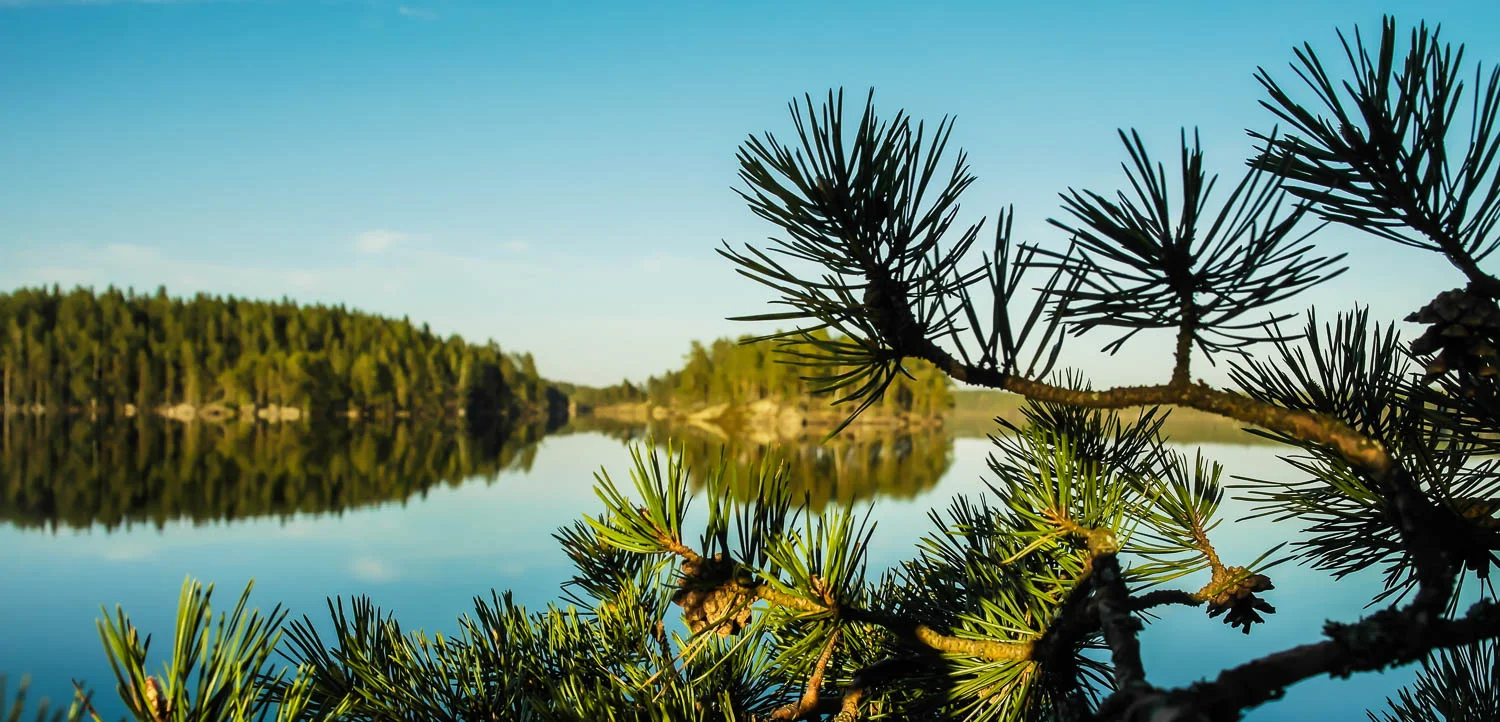 Havunneulasia järvimaiseman edessä.
