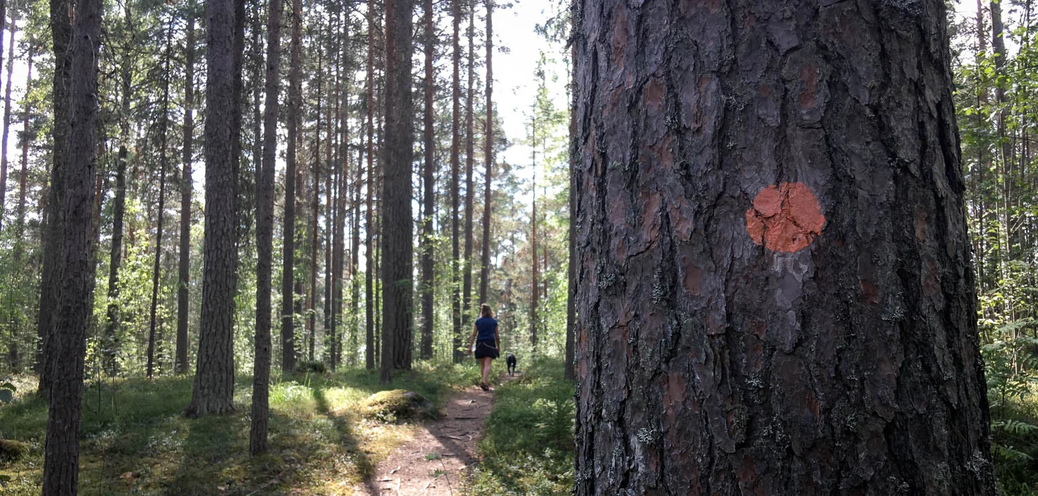 Luontopolulla kauniina kesäpäivänä.
