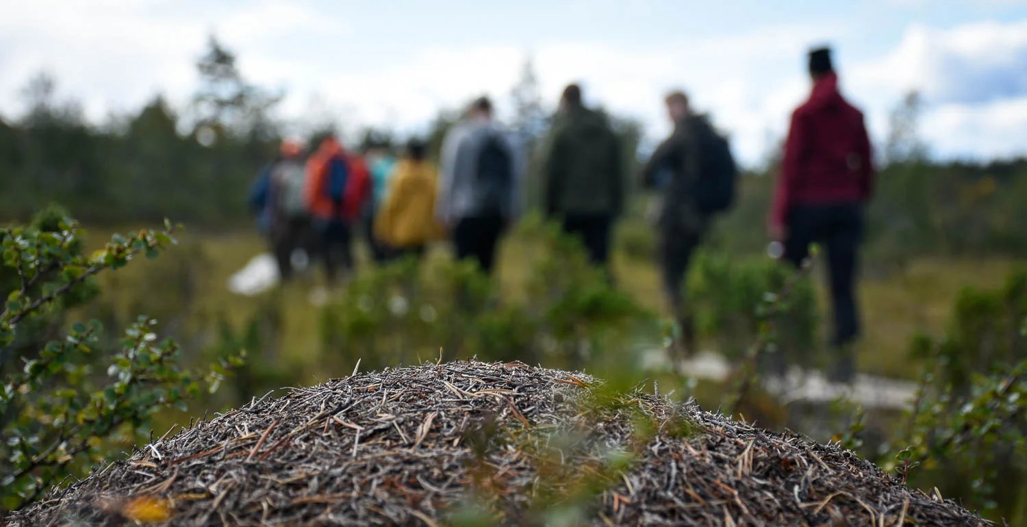 Muurahaispesätkin voivat toimia sääskien karkoittajana.