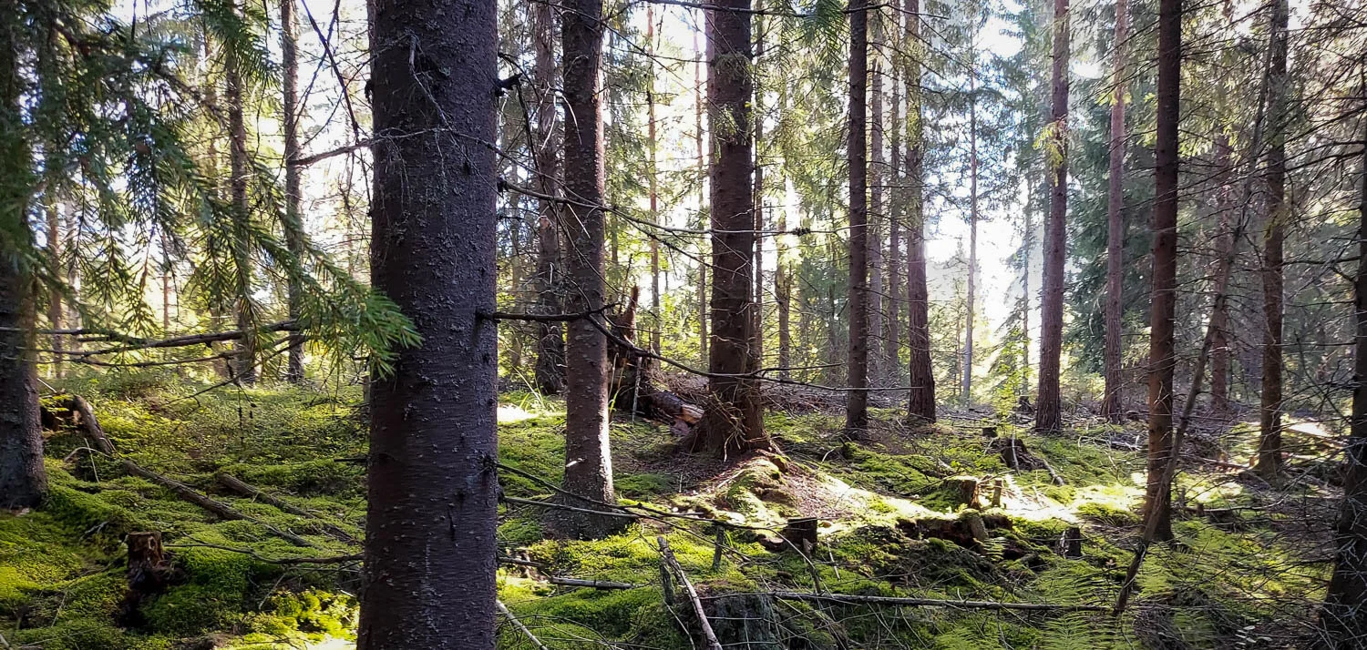 Syksyinen kuusimetsä on oiva paikka sieniretkelle.