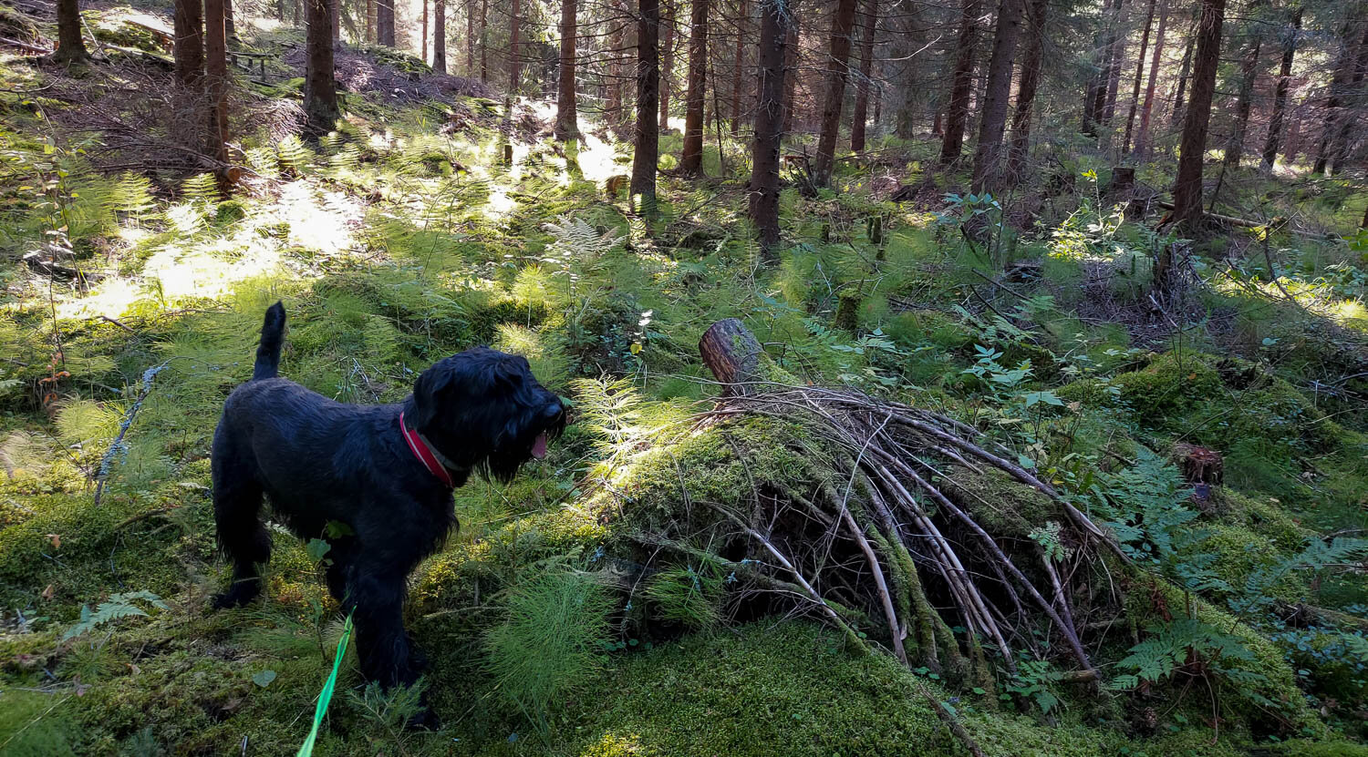 Sääntöjä kannattaa noudattaa myös lemmikkien kanssa.