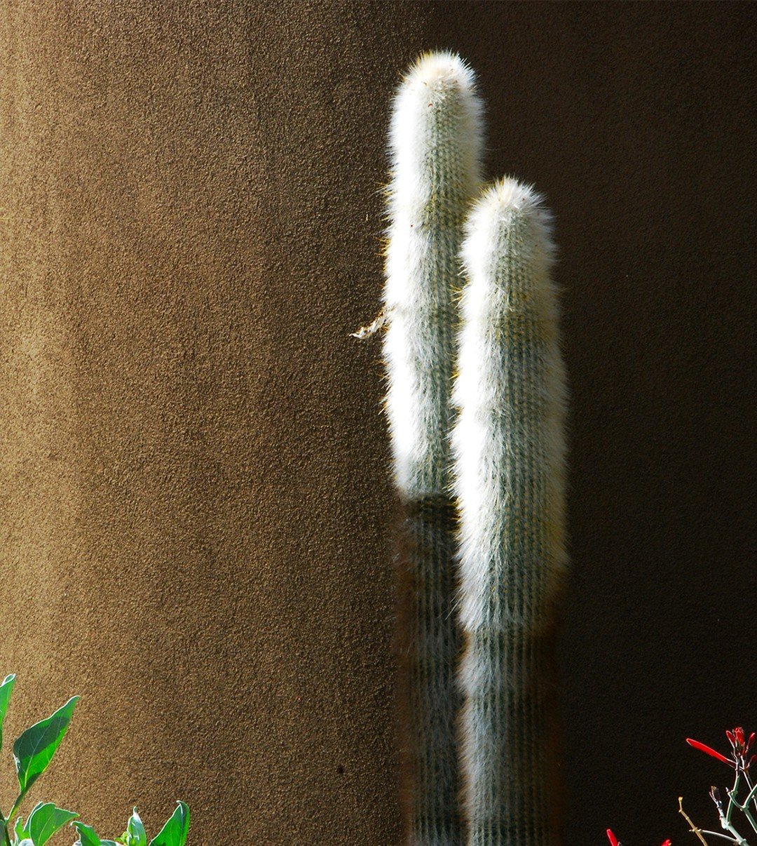 Cactus at the Palo Cristi Garden. PV Arizona