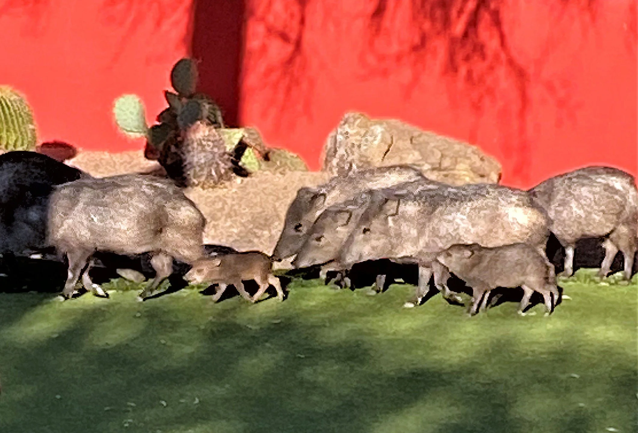 Sunday morning walk, Arizona