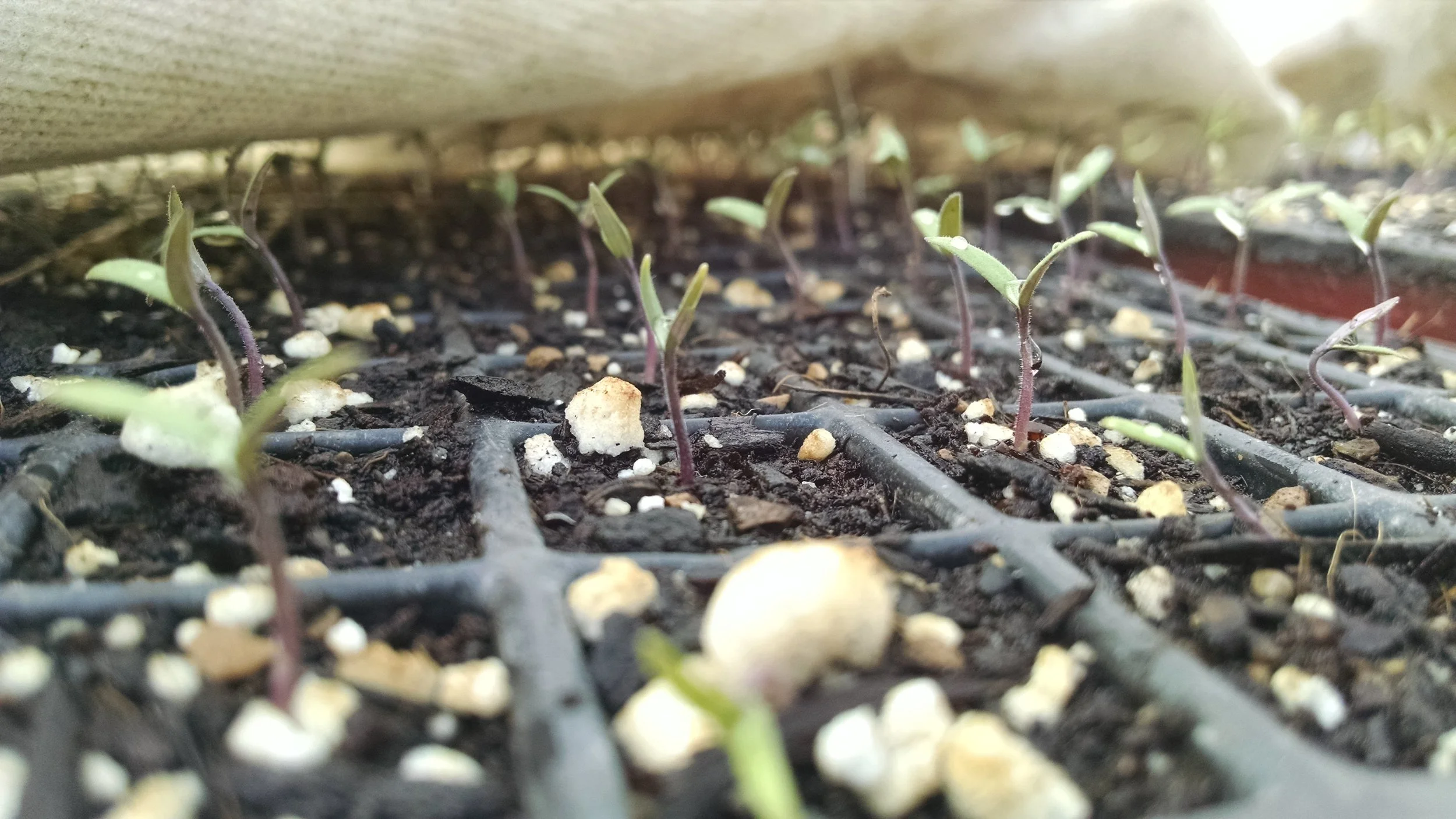 tomato seedlings