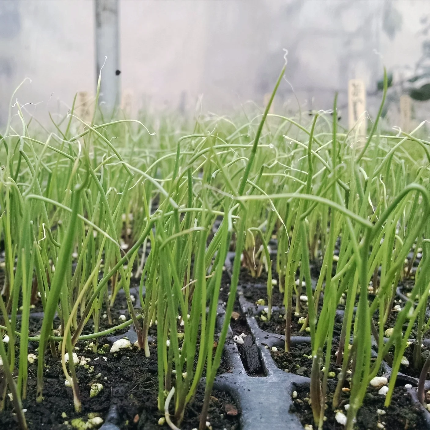 (Red) green onion seedlings