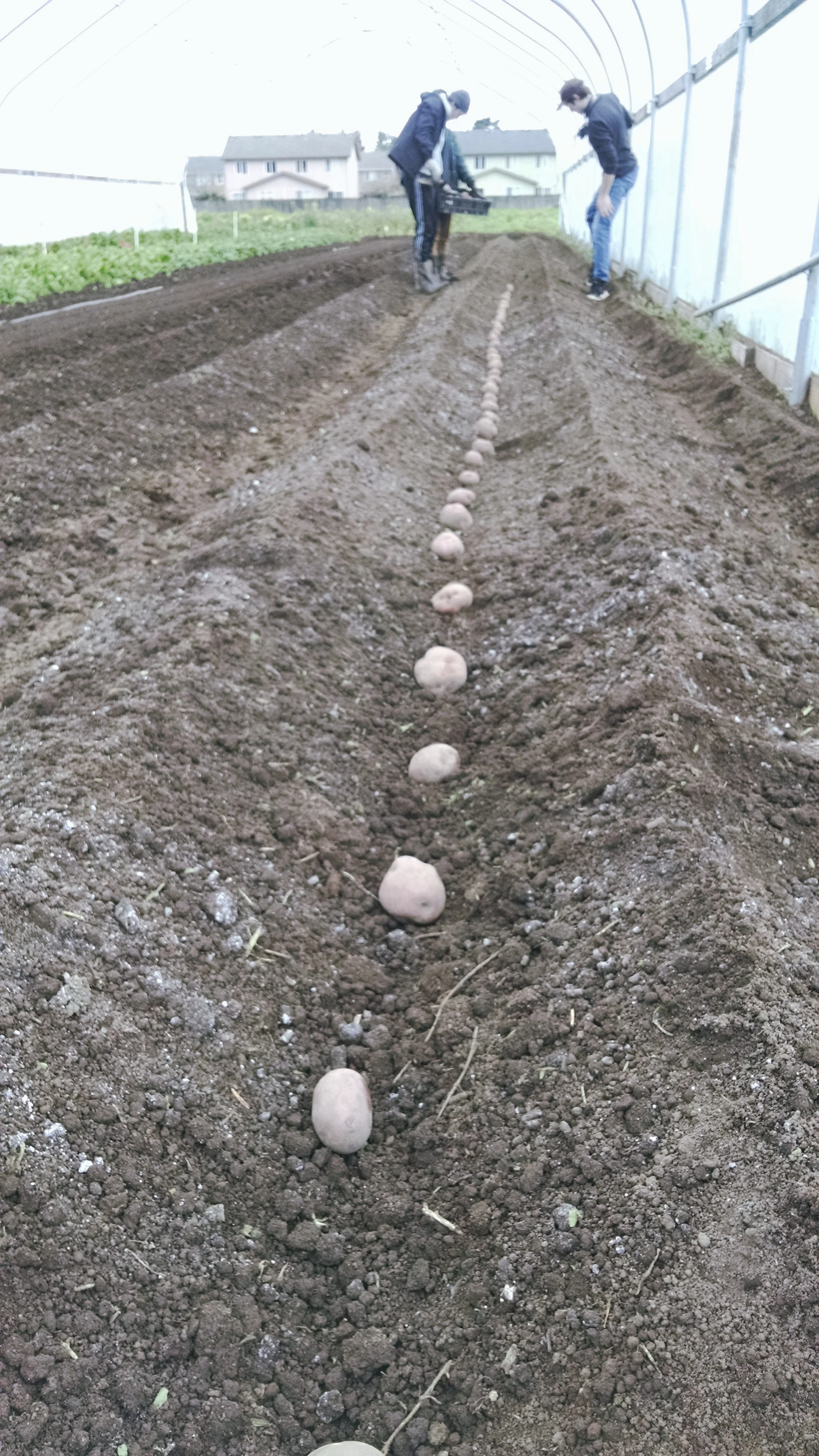 Laying out Yukon Gold potatoes