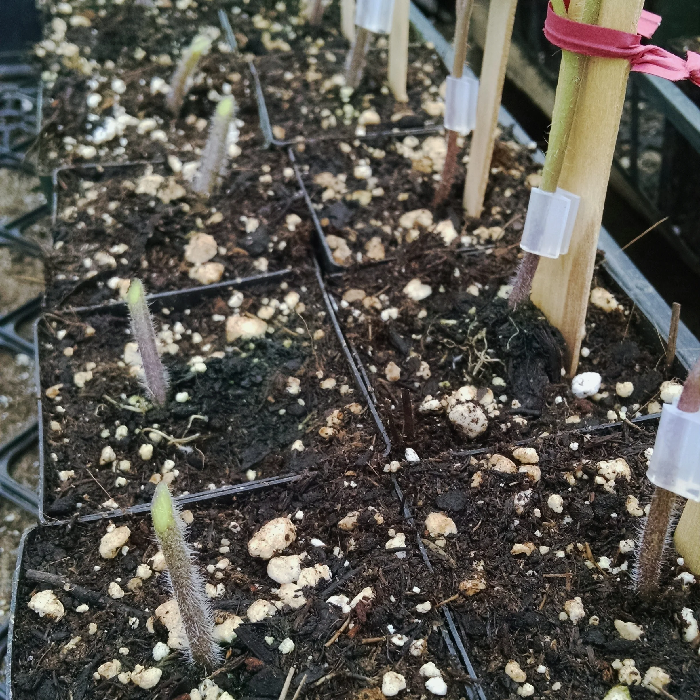 See those angles on the bare rootstock stumps?