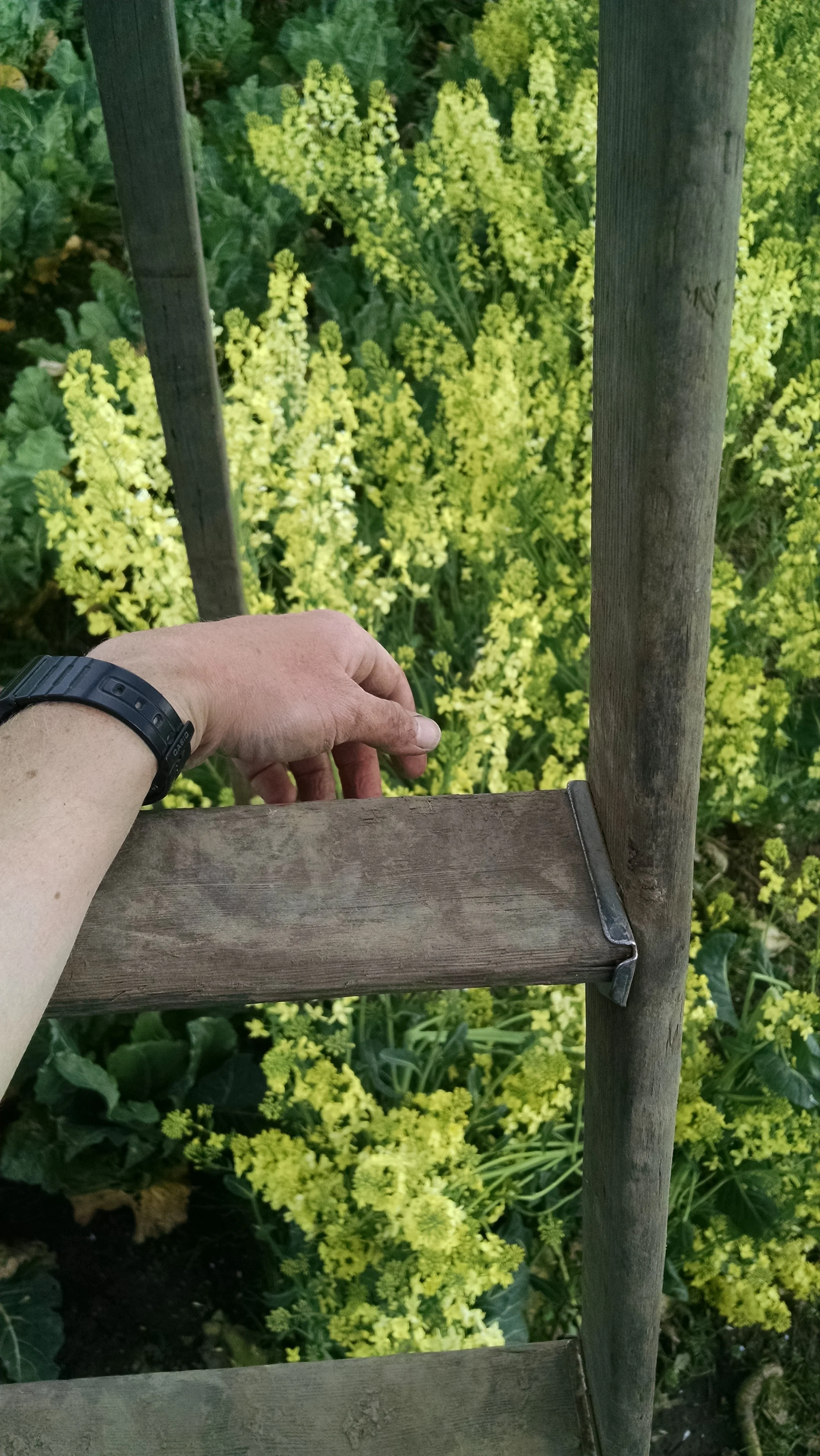 Biennial: Securing the old ladder behind the high tunnels in a flush of collard flowers