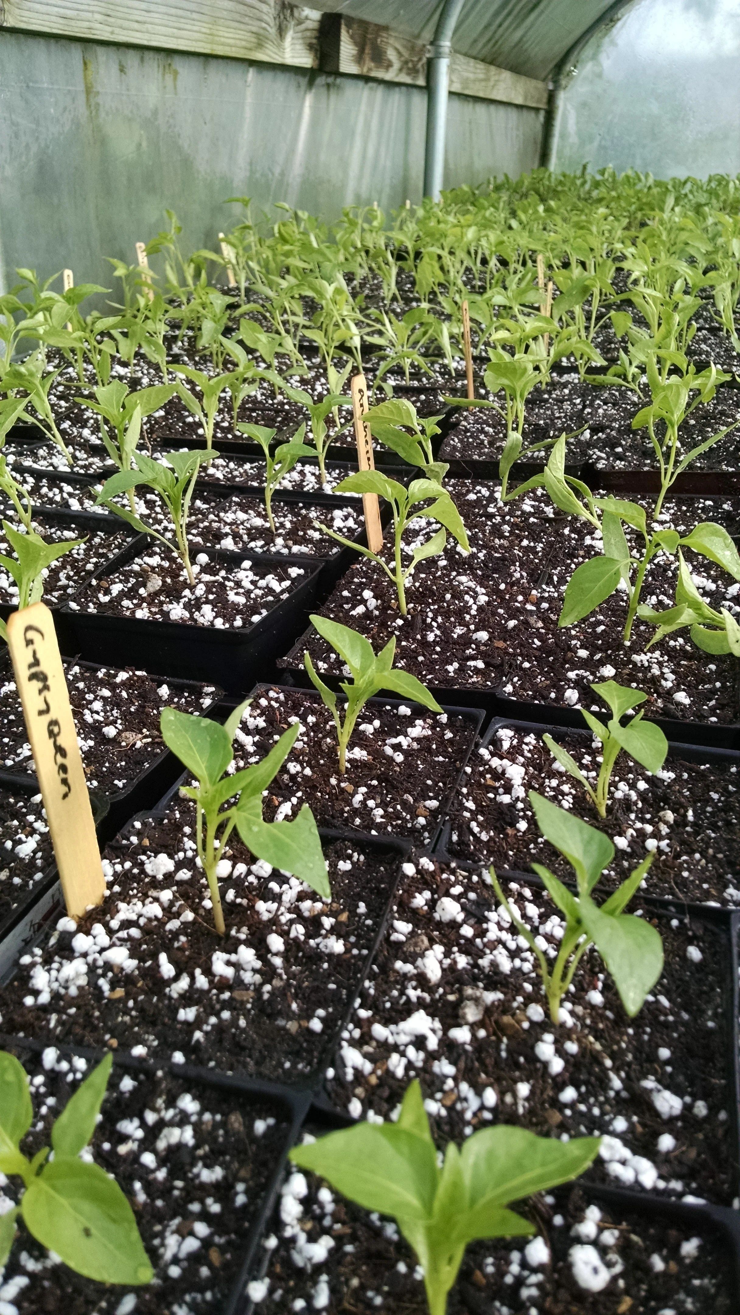 Cycle: Watering in and counting trays of field peppers, remembering the mountains of peppers over my first season of farming