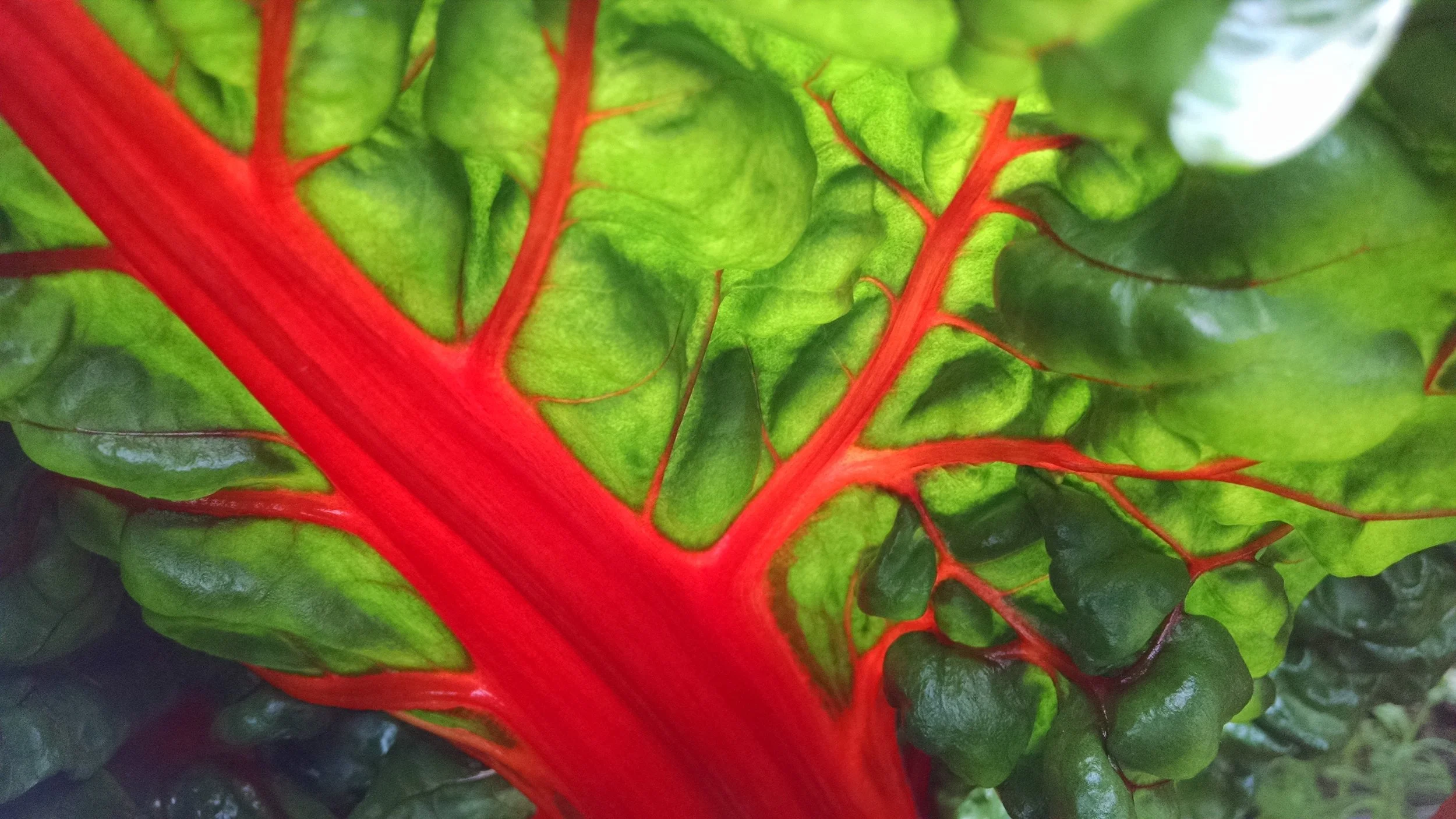 Bounty: Everyone left with a happy armful of the most beautiful, candy-color Swiss chard I’ve ever seen