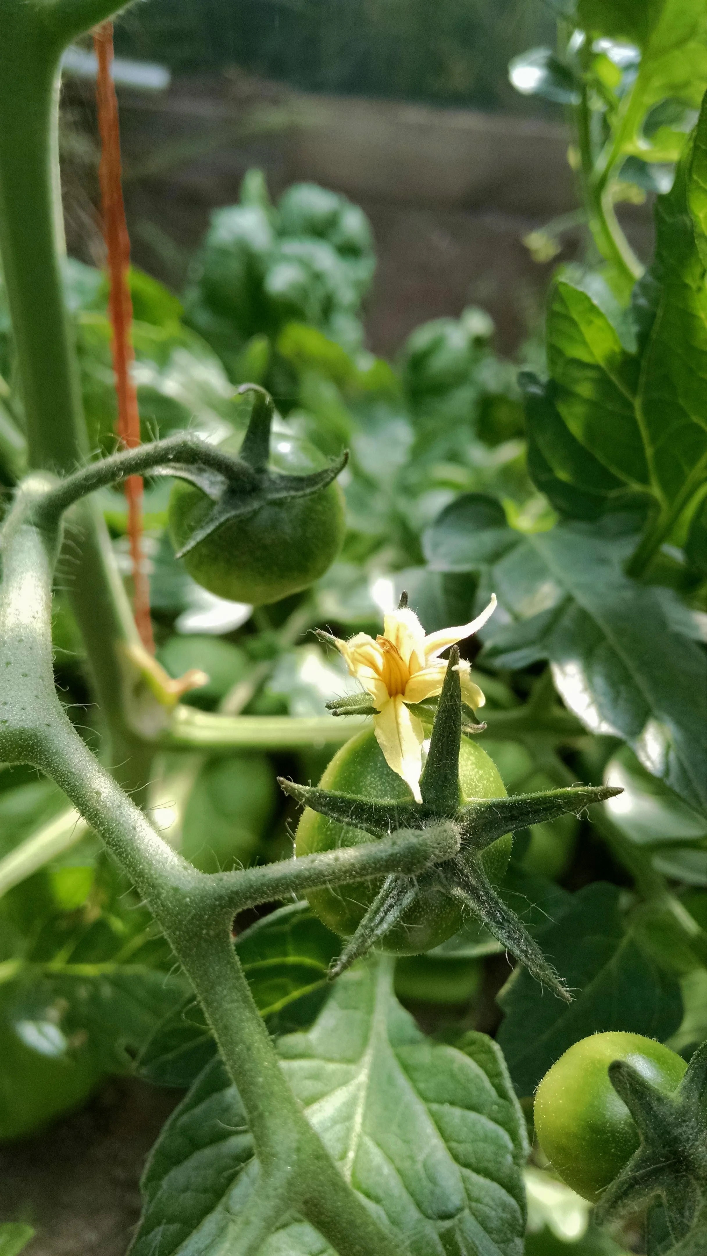 Cherry tomatoes are gettin' there... We re-pruned them all today
