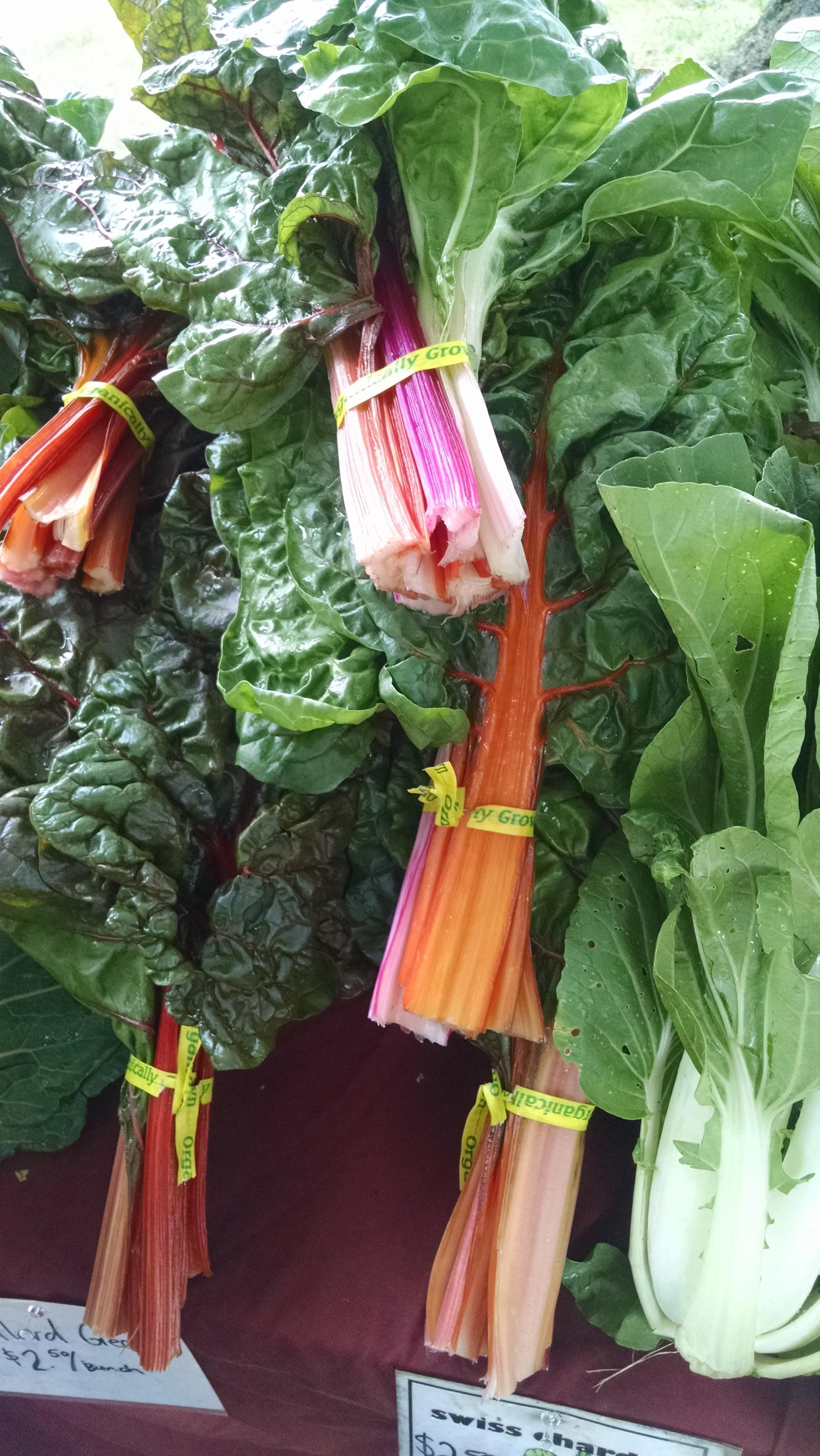 Rainbow Swiss chard