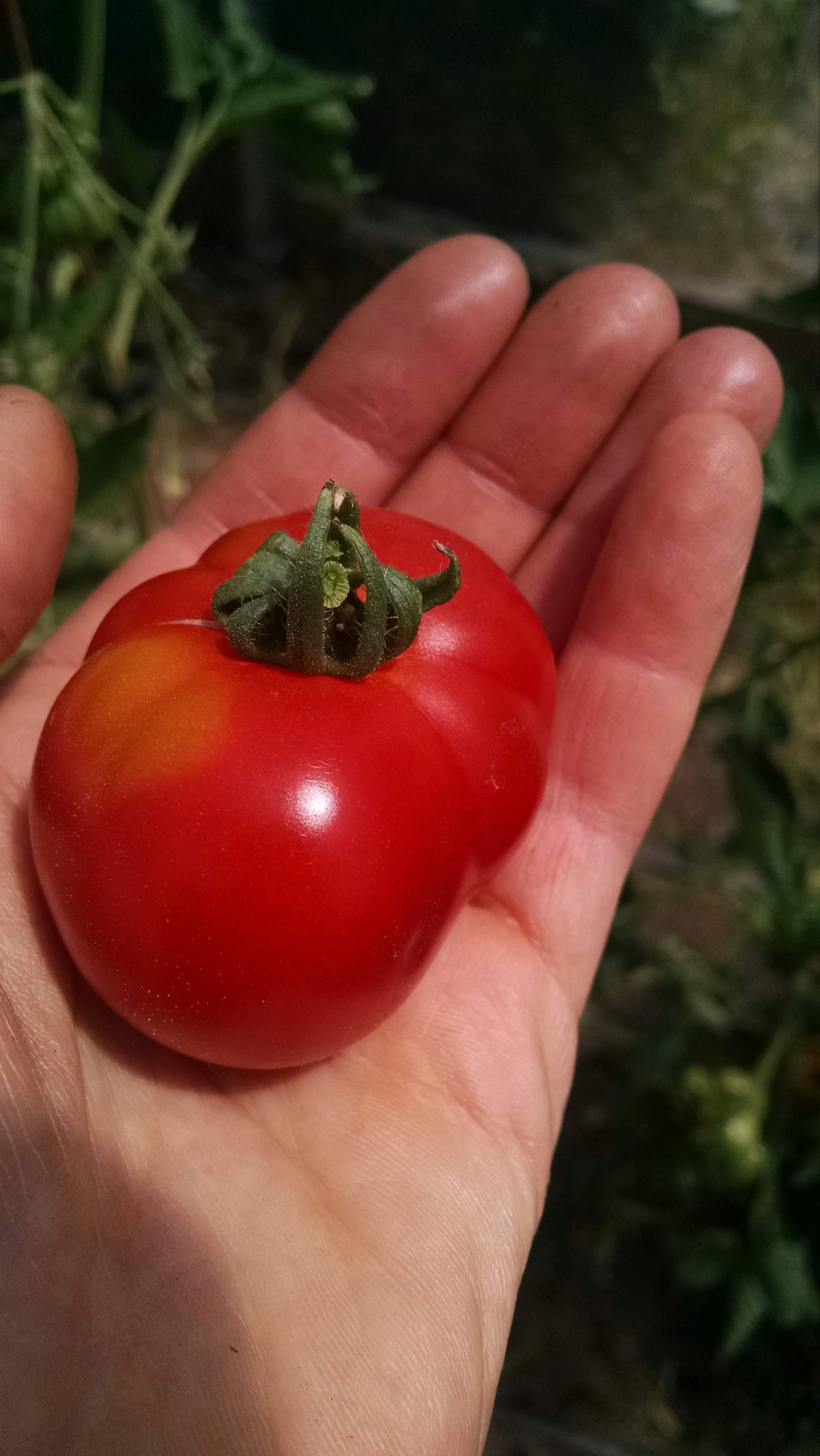 The first ripe slicer tomato.