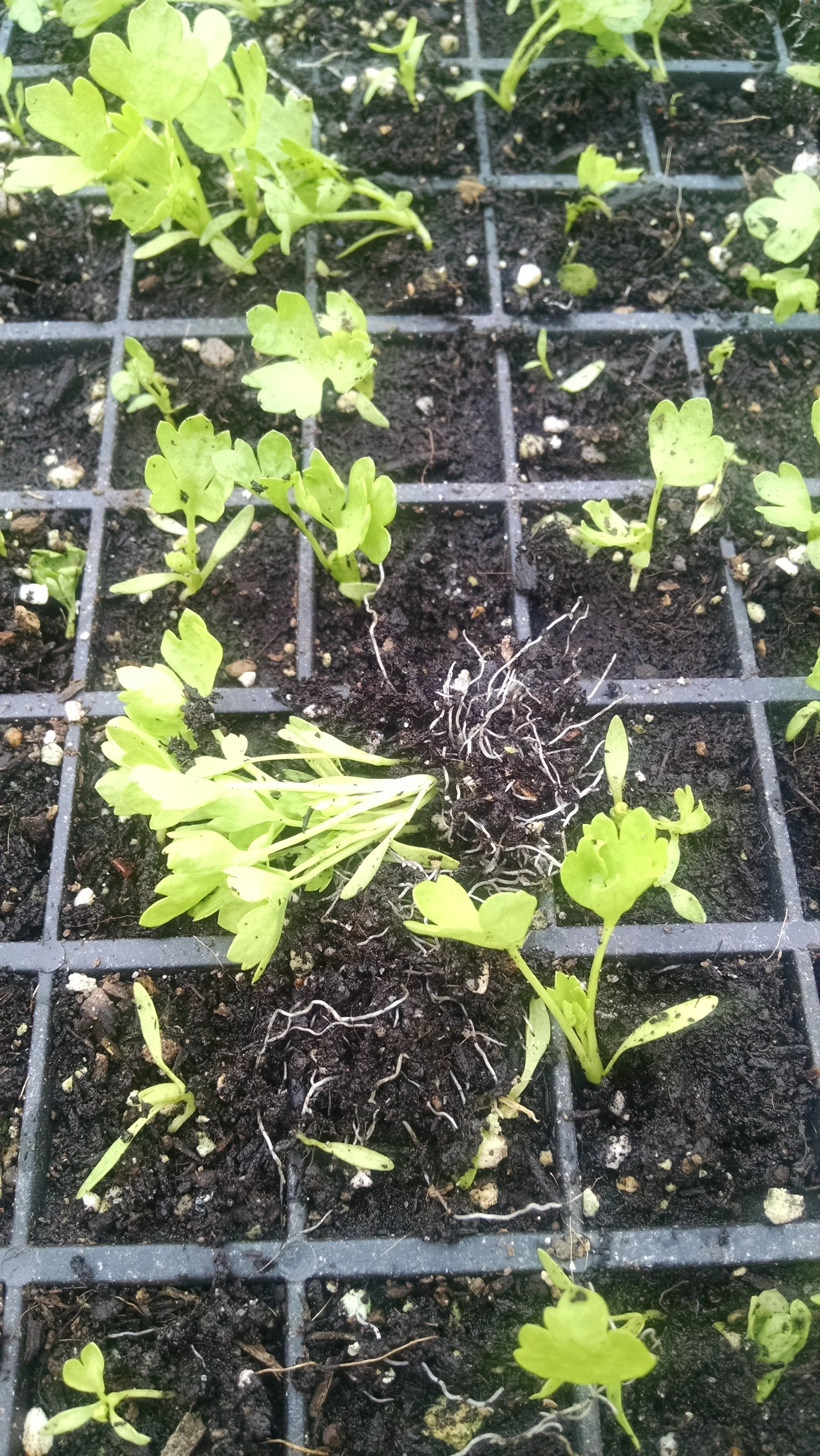 Pricking out celery seedlings for the fall