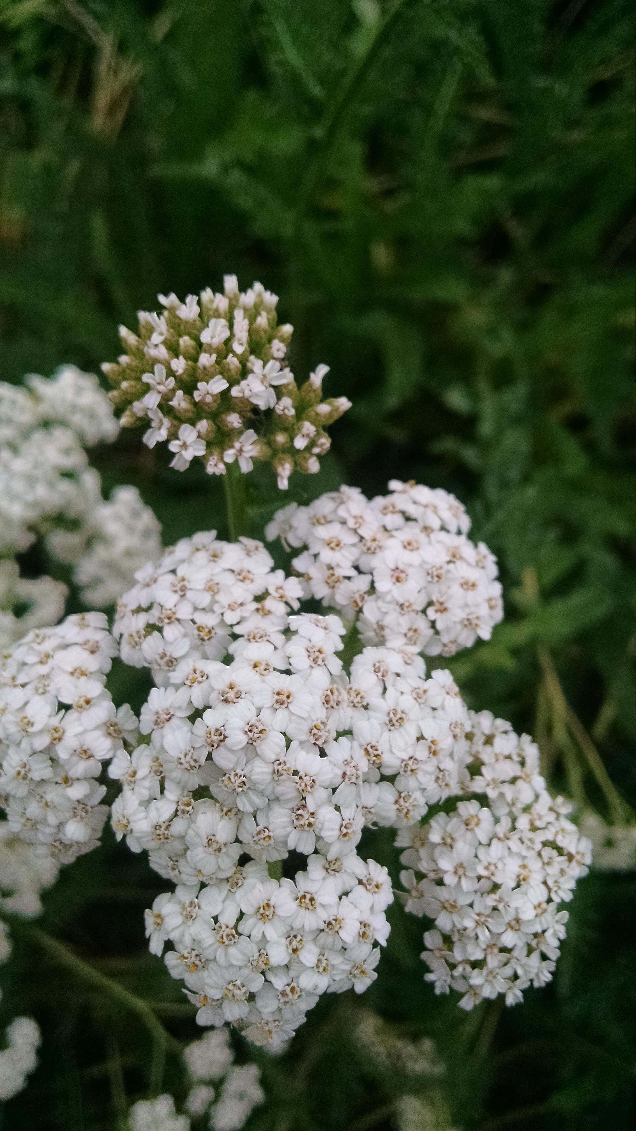 Yarrow