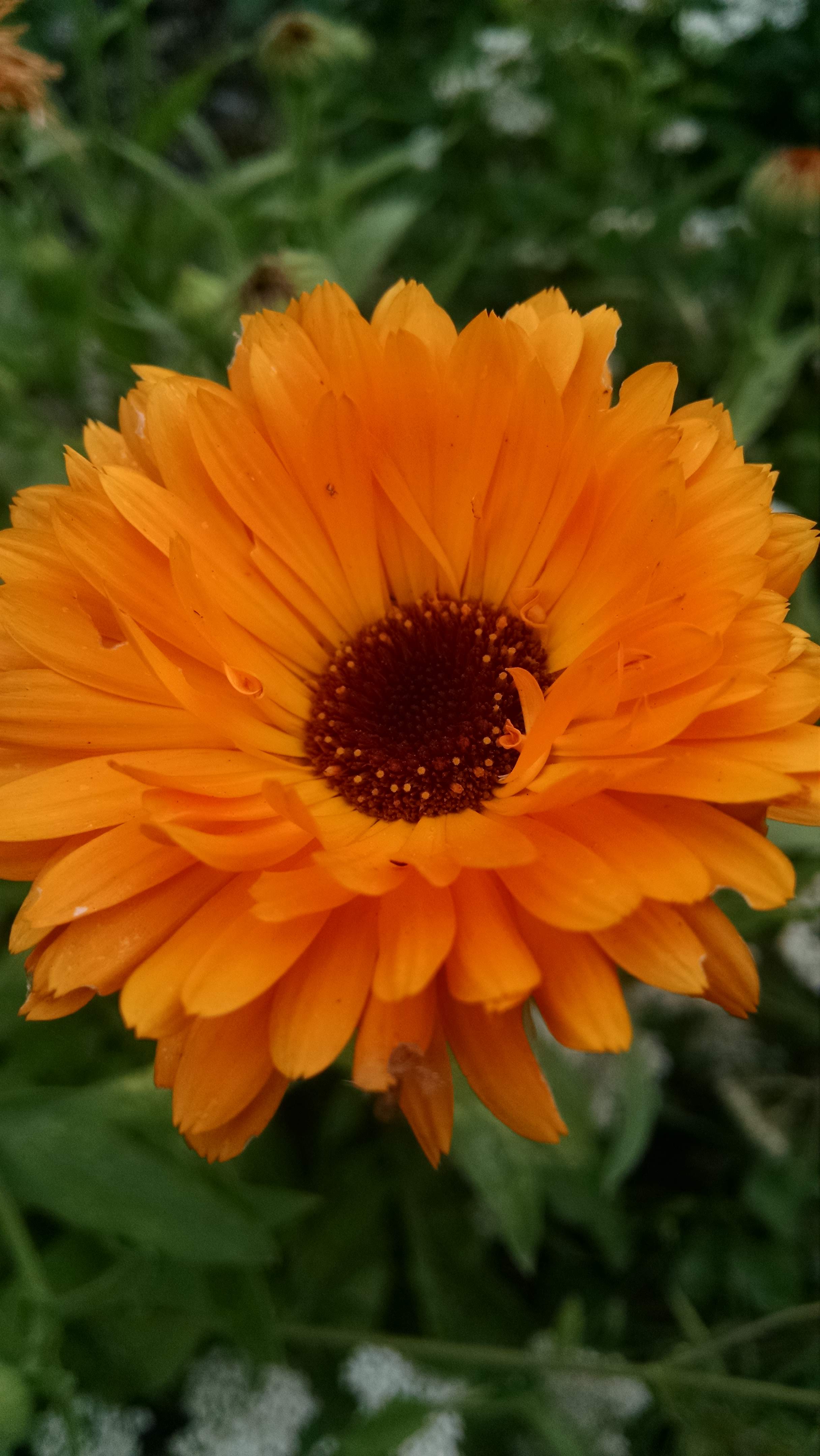 Erfurter Calendula