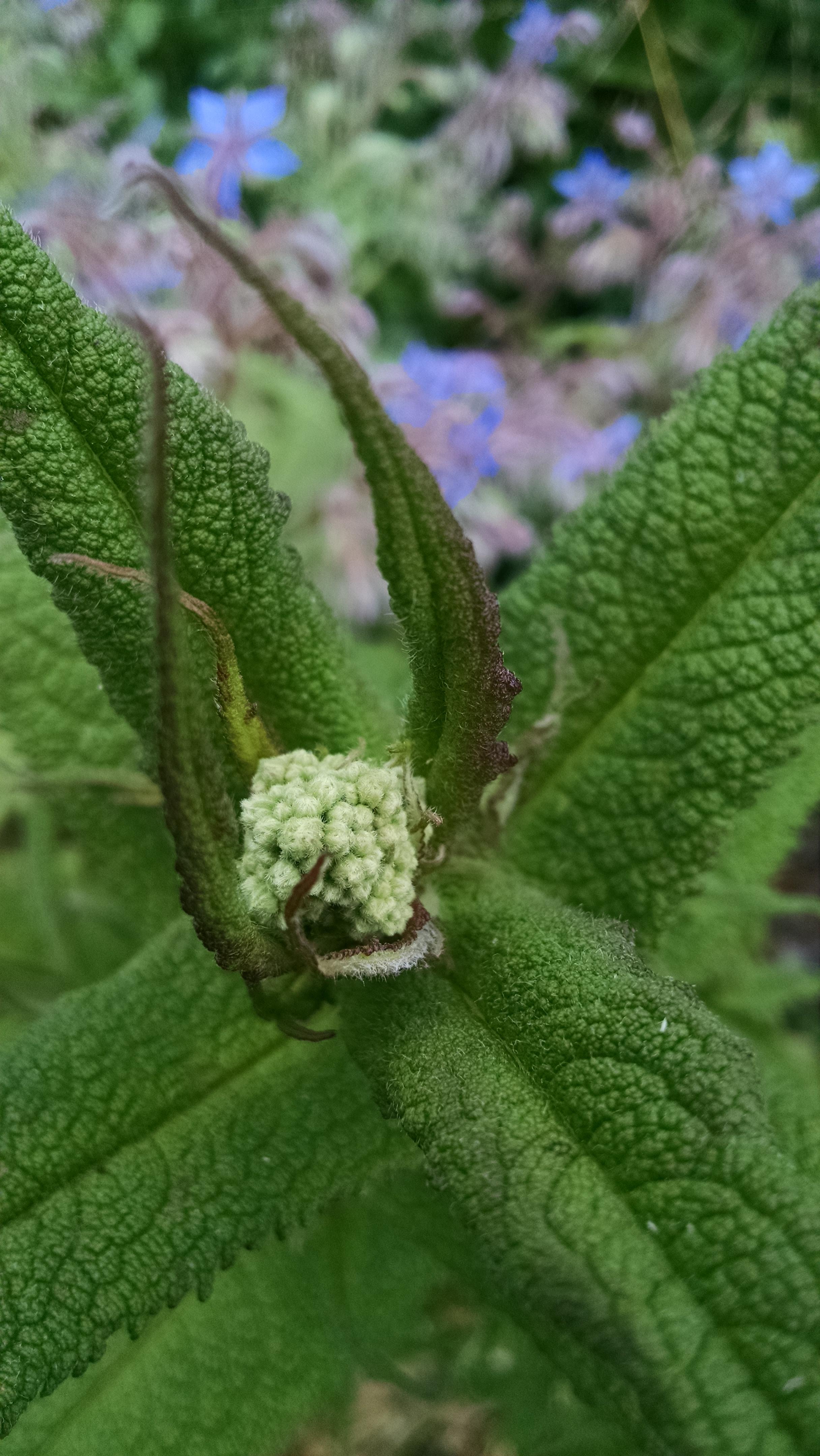 Boneset