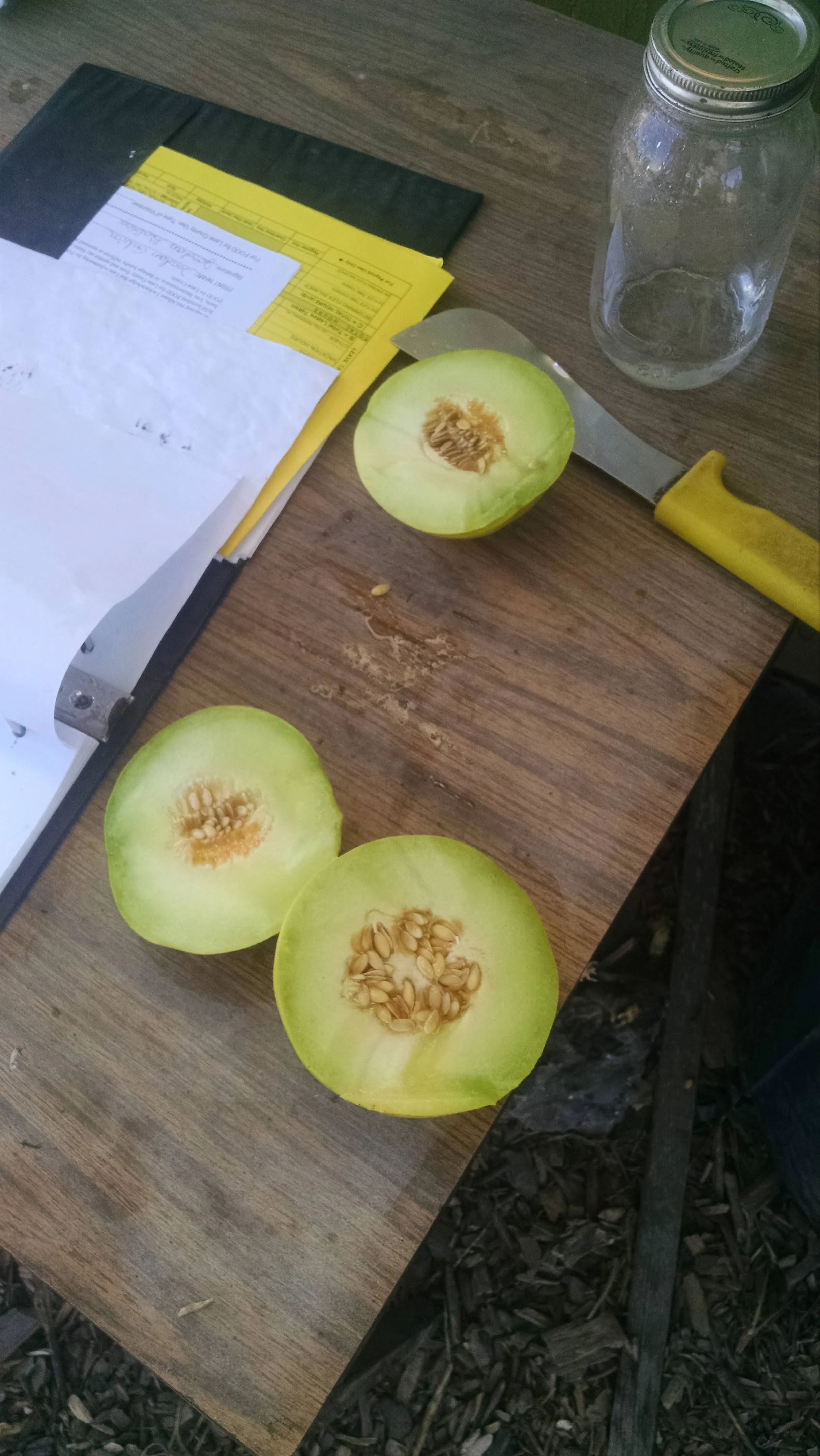 The first melons, so sweet and juicy