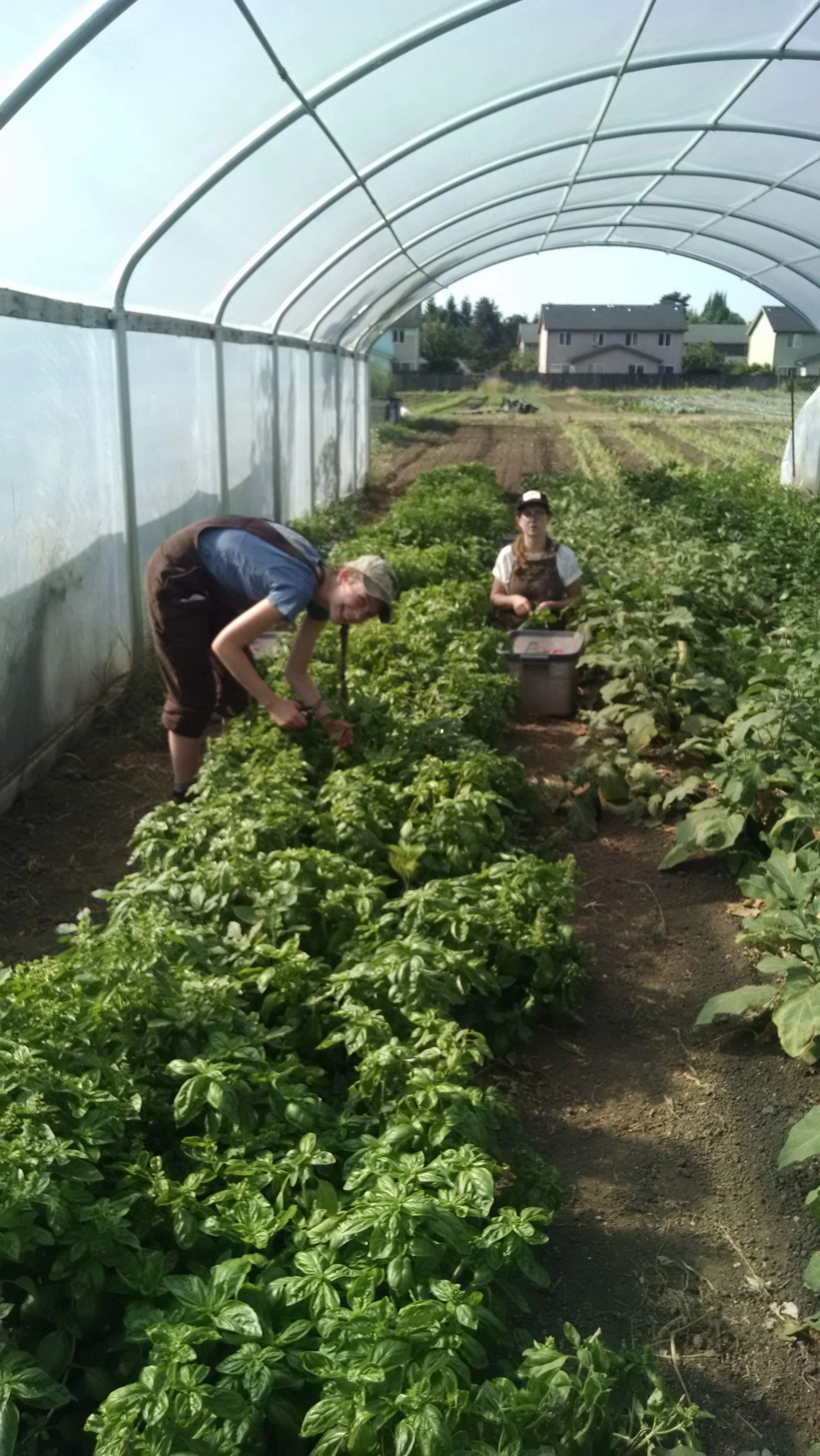 Alex and Sophie harvesting basil bunches for CSA