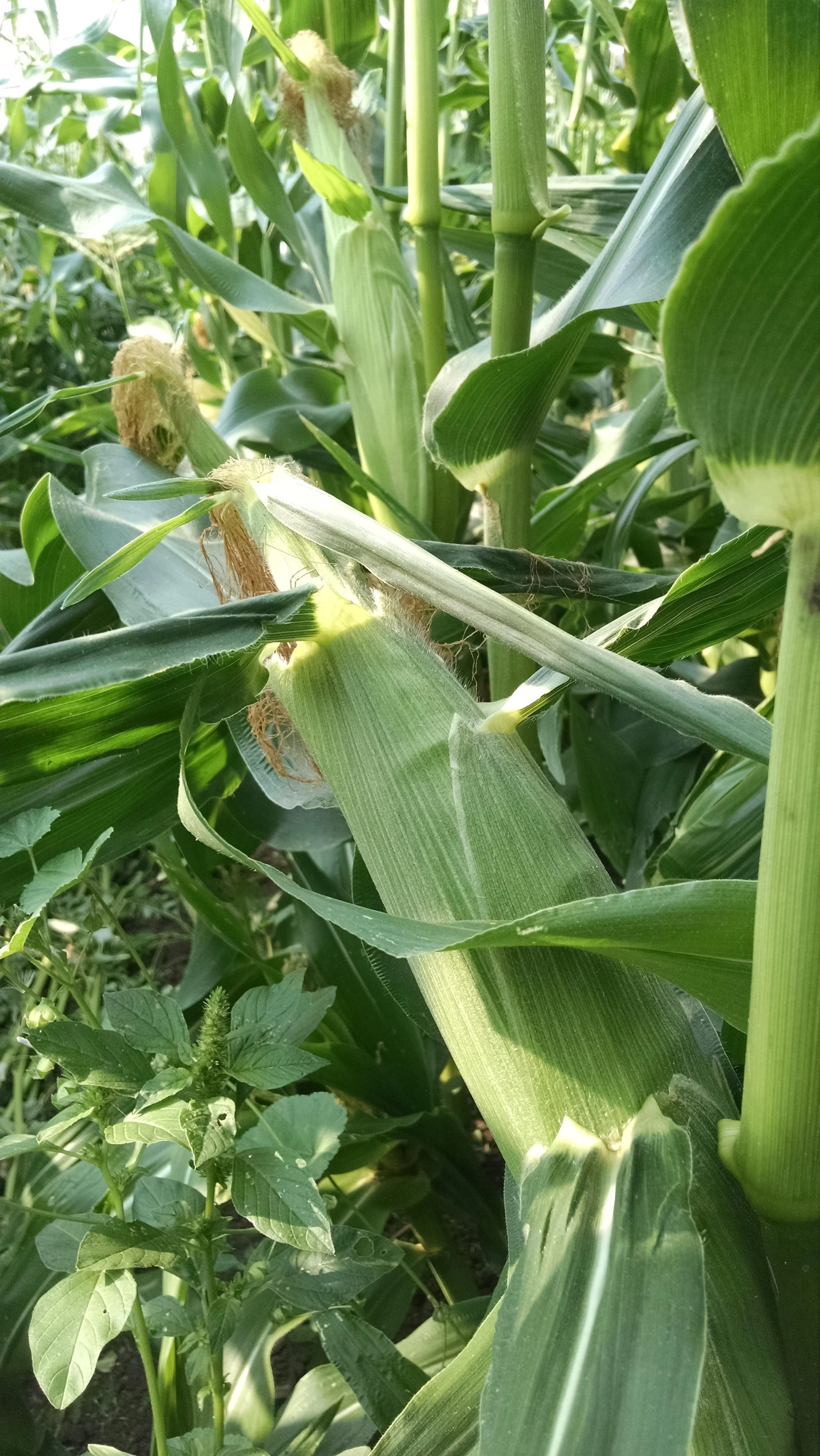 Second round of Sweet Rhythm sweet corn ready for harvest