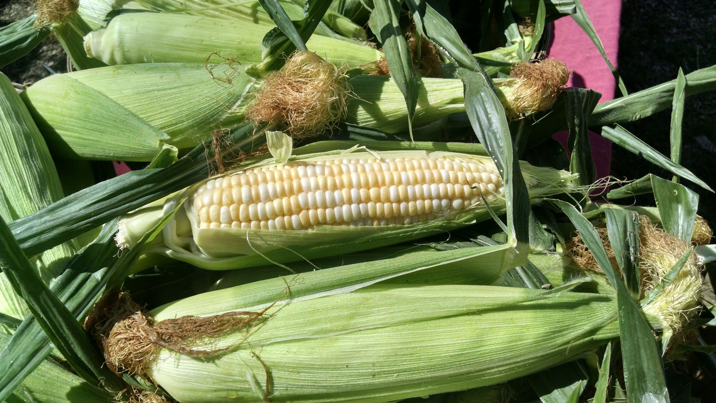 "Delectable" corn