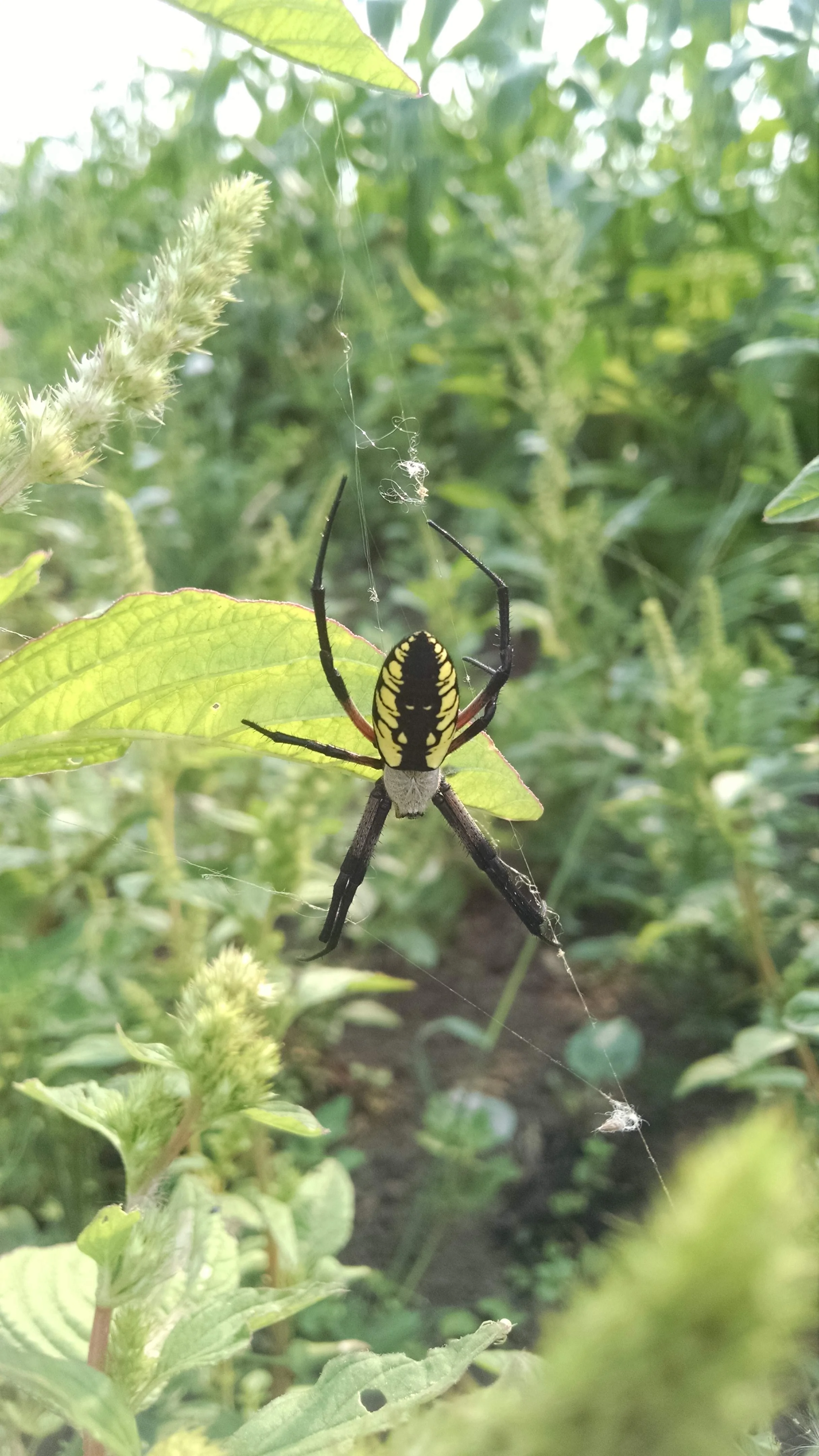Argiope aurantia, the yellow garden spider