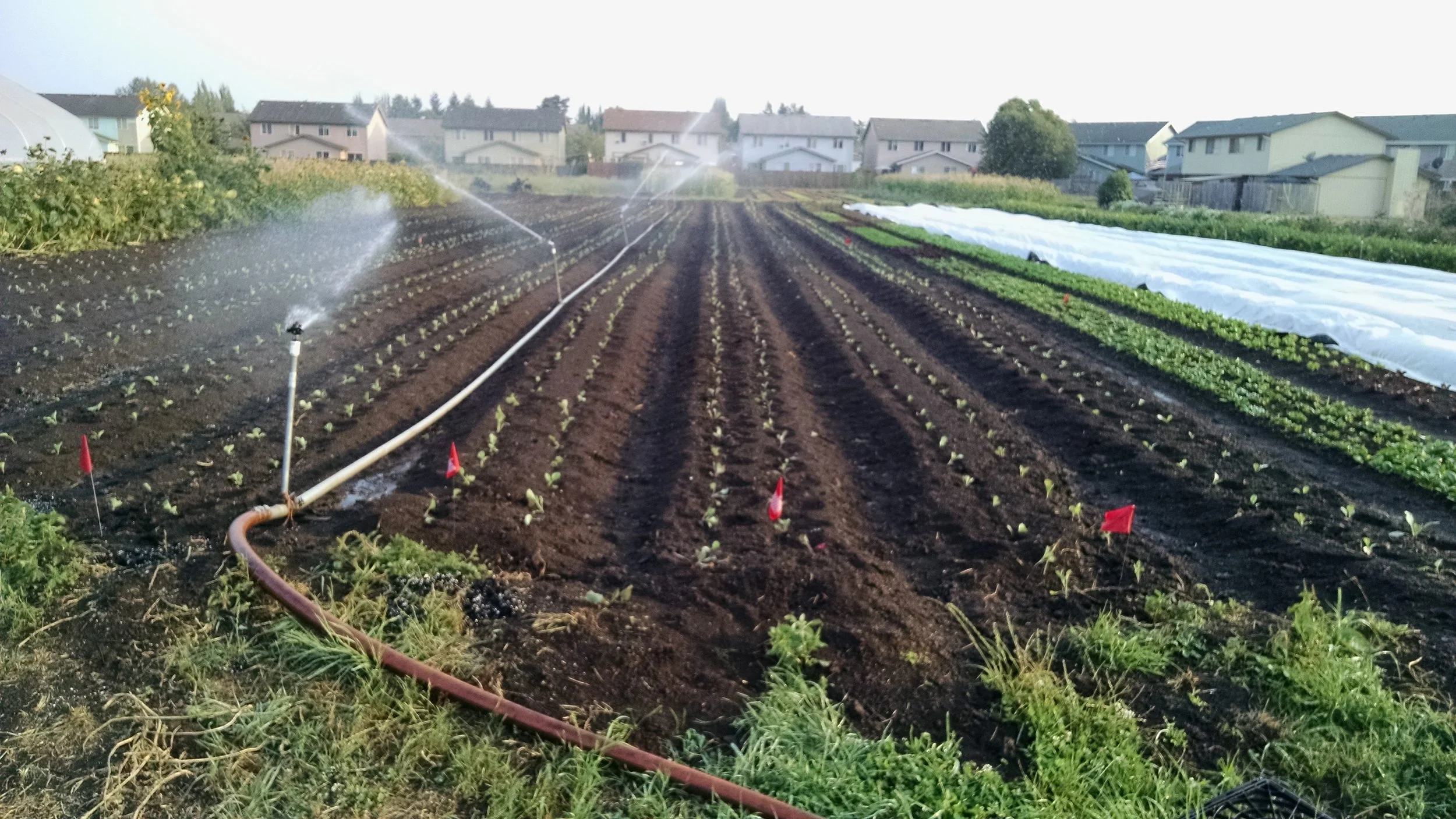 Relief to see new transplants getting water on a hot afternoon