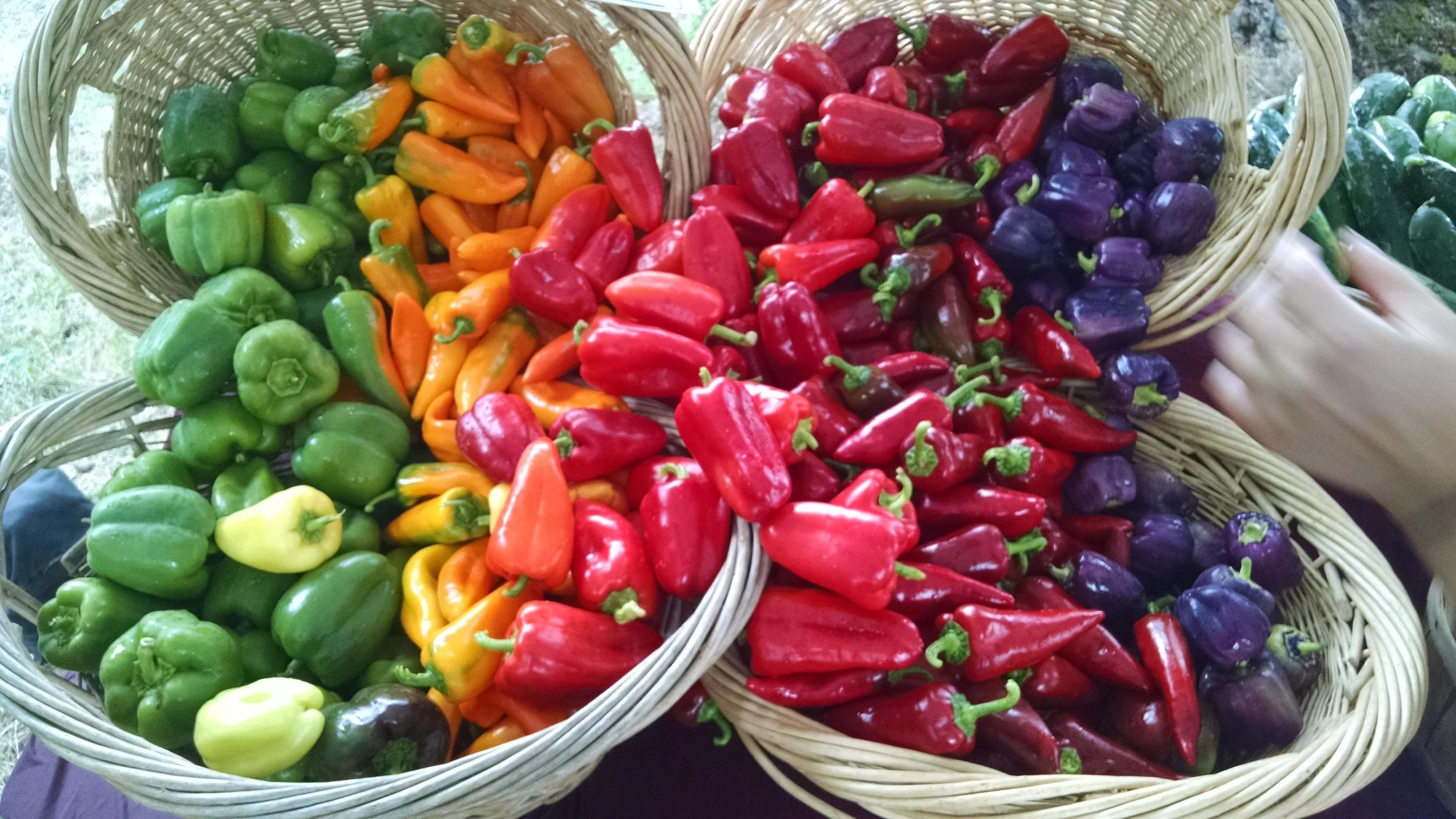Just another magnificent farm stand pepper display by Sophie