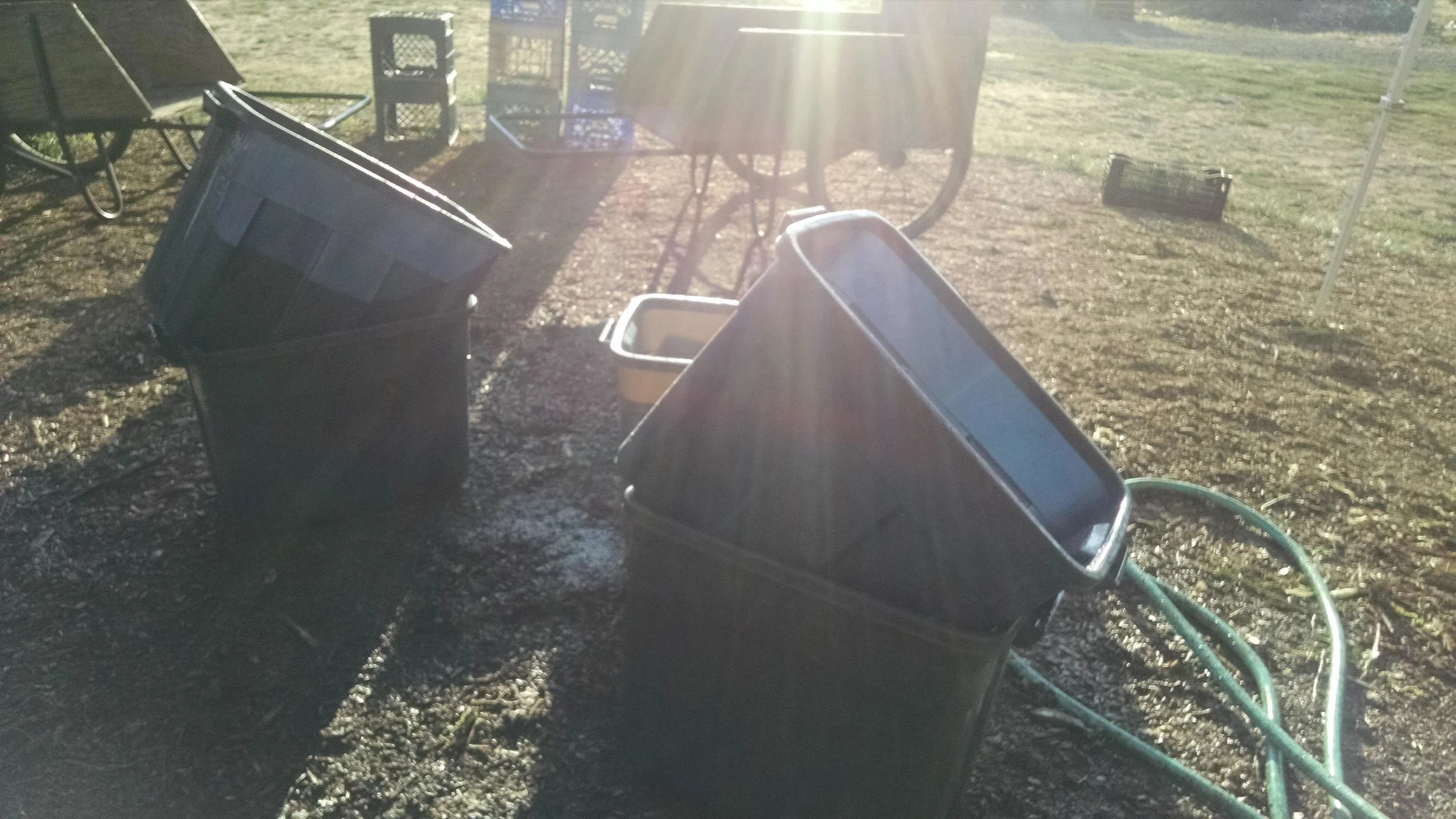 Washing totes at sunrise