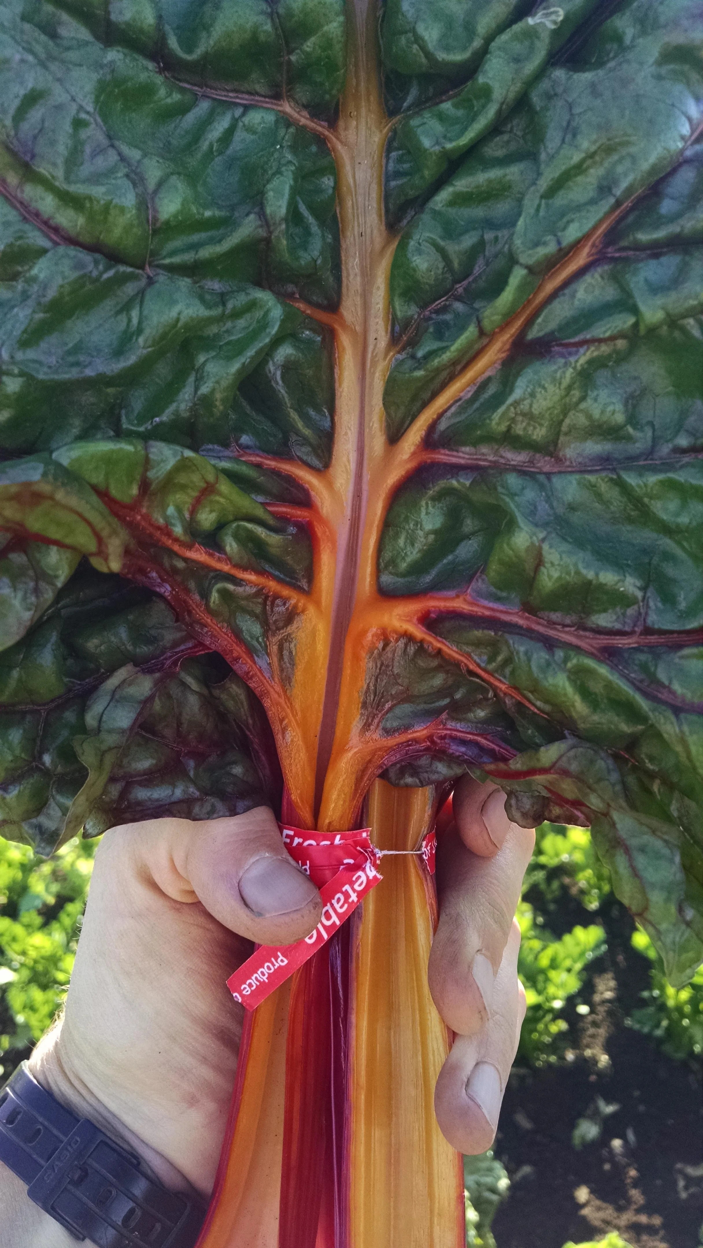 Swiss chard reminding me of the human body