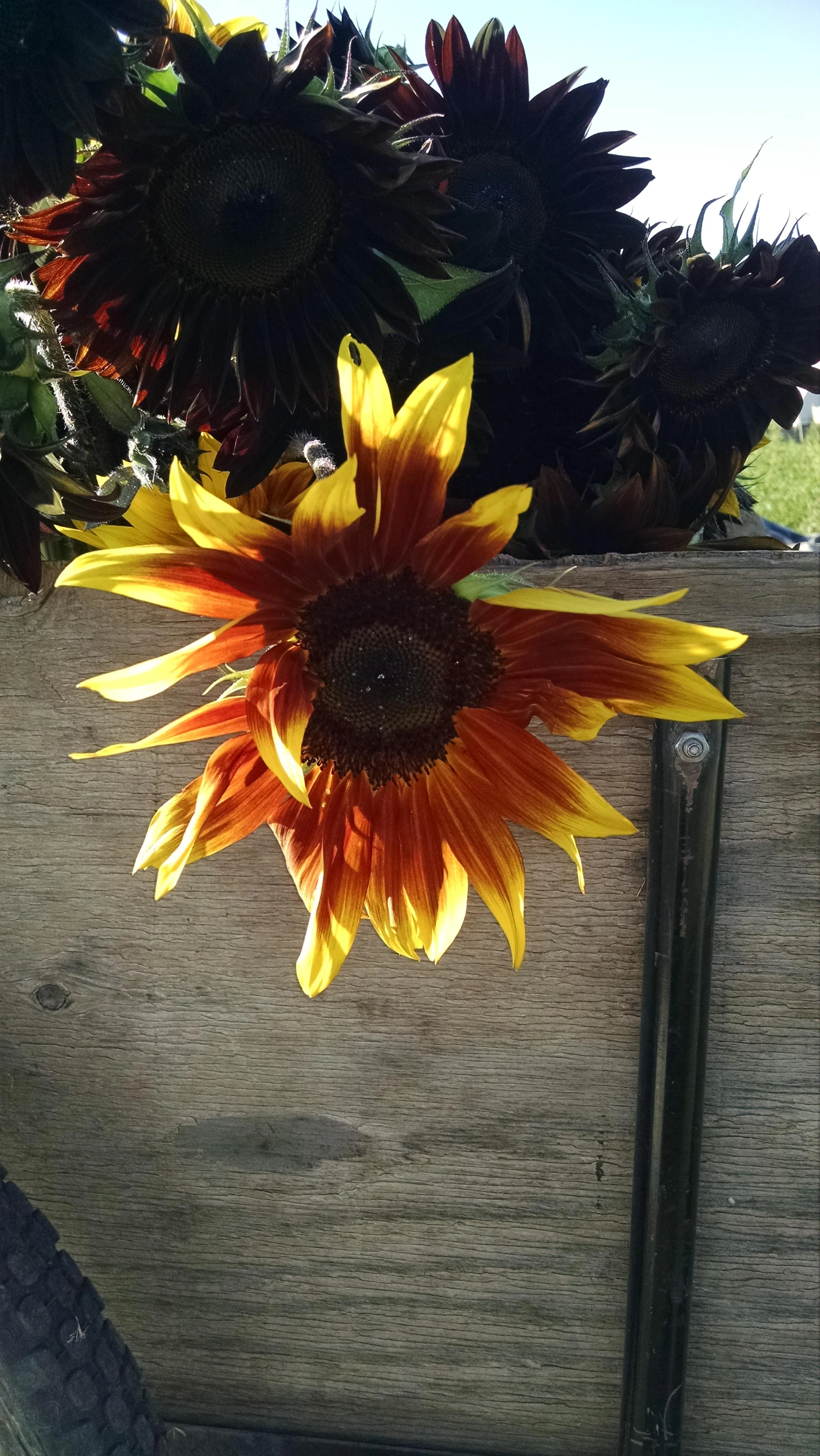 Sunlight catches the petals