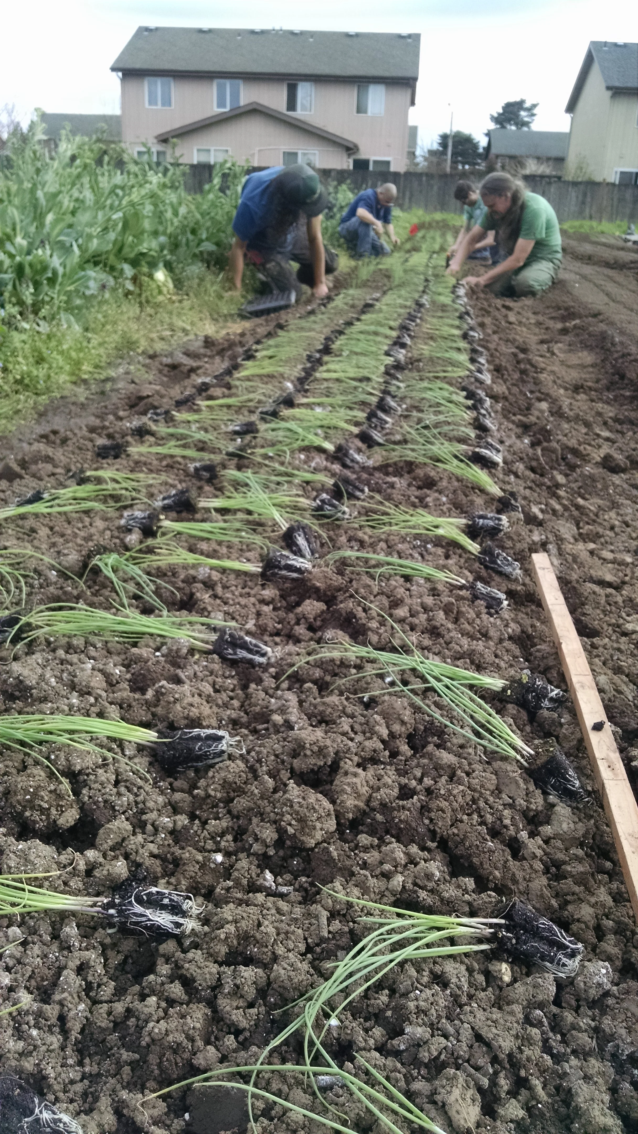 Michael and volunteers transplanting green onions
