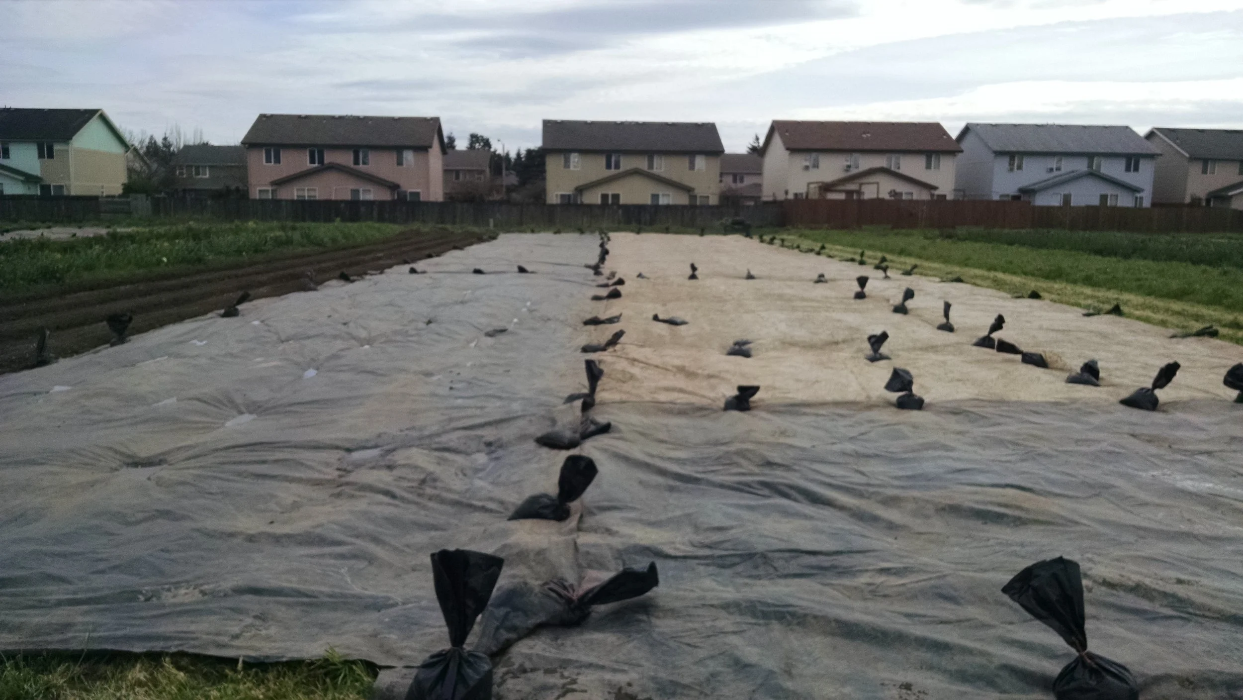 The future onion patch, staying just dry enough under plastic to till