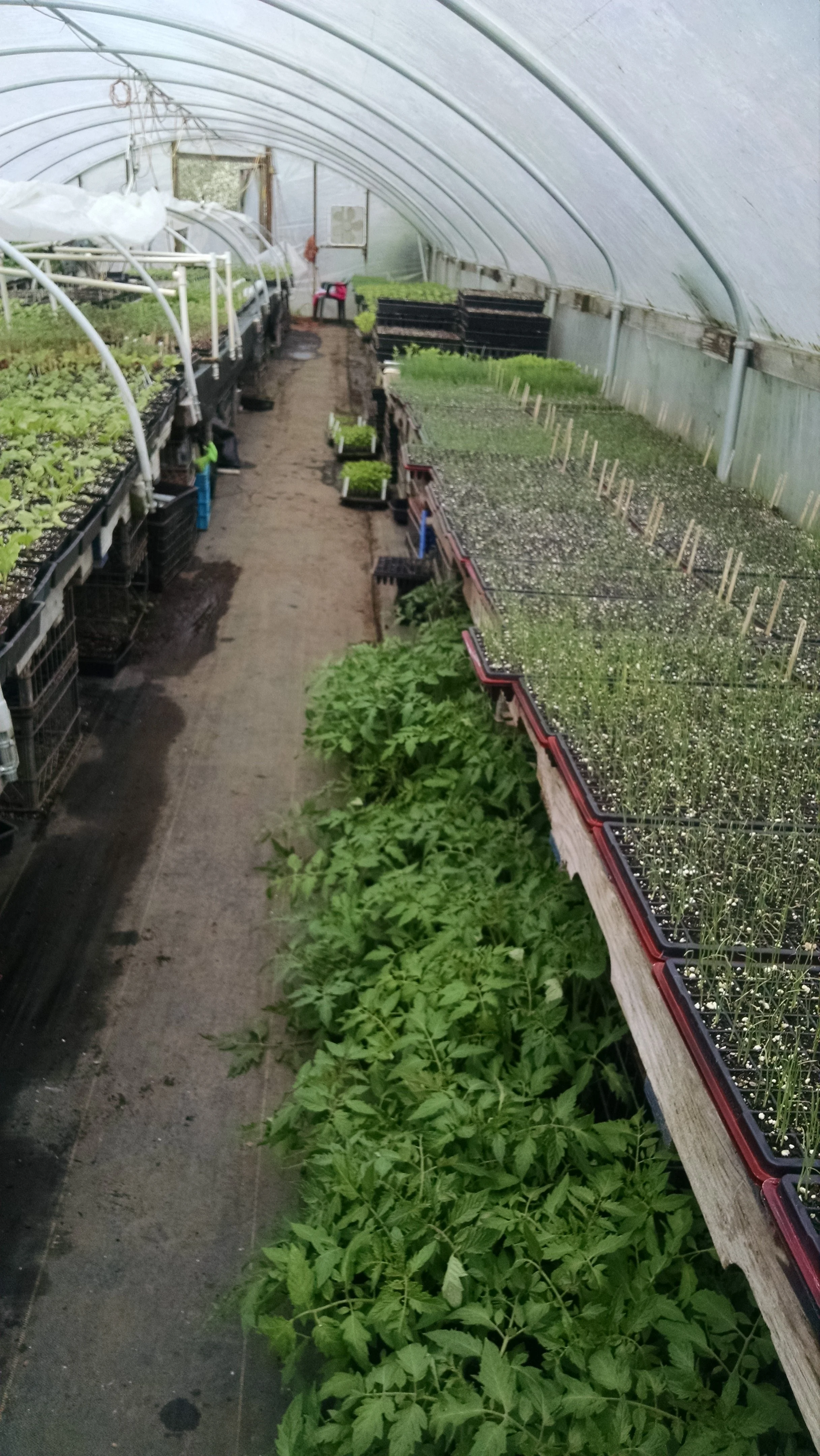 Onions kept their spot, tomatoes got booted to the ground