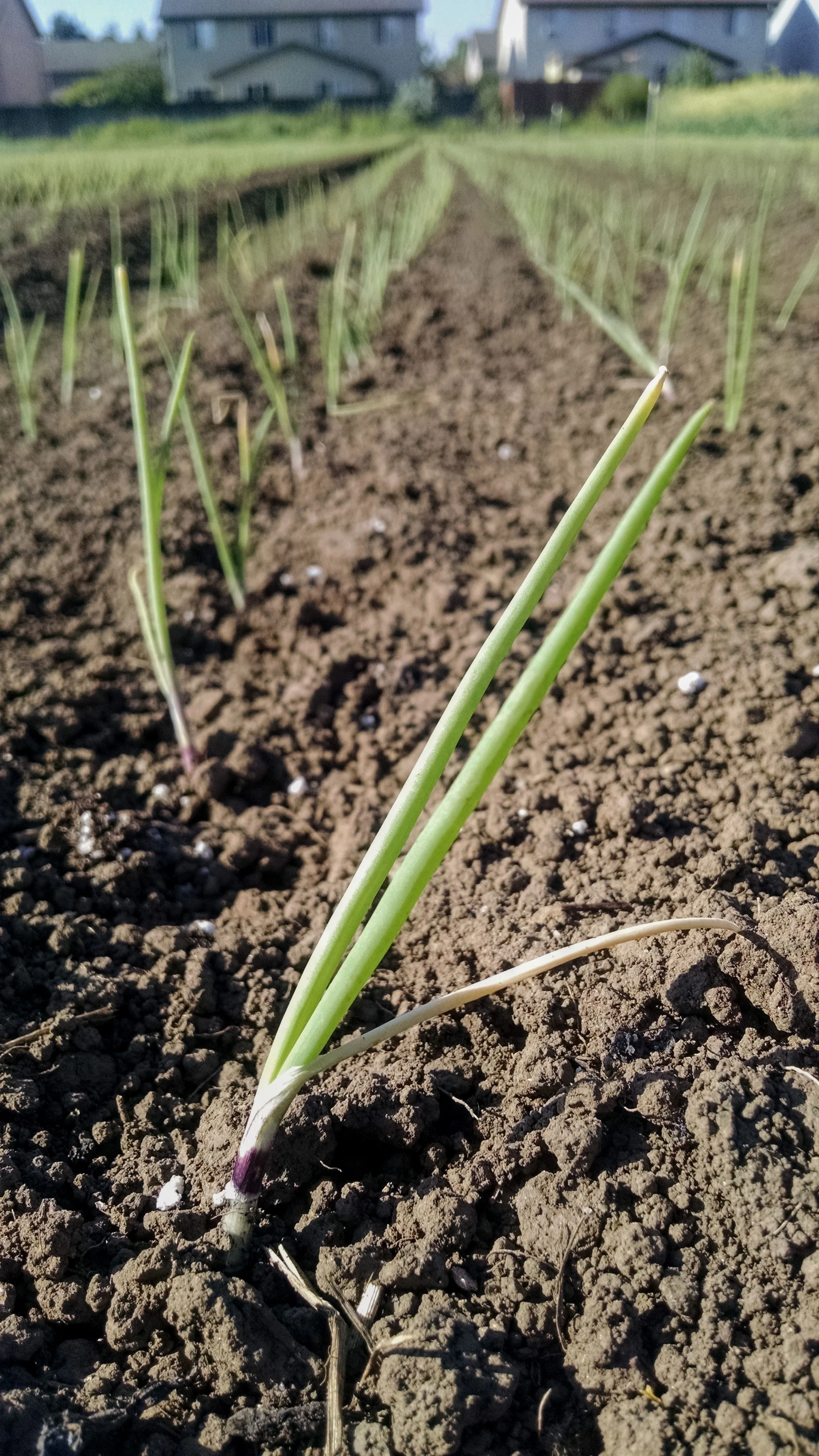 Red onion standing tall