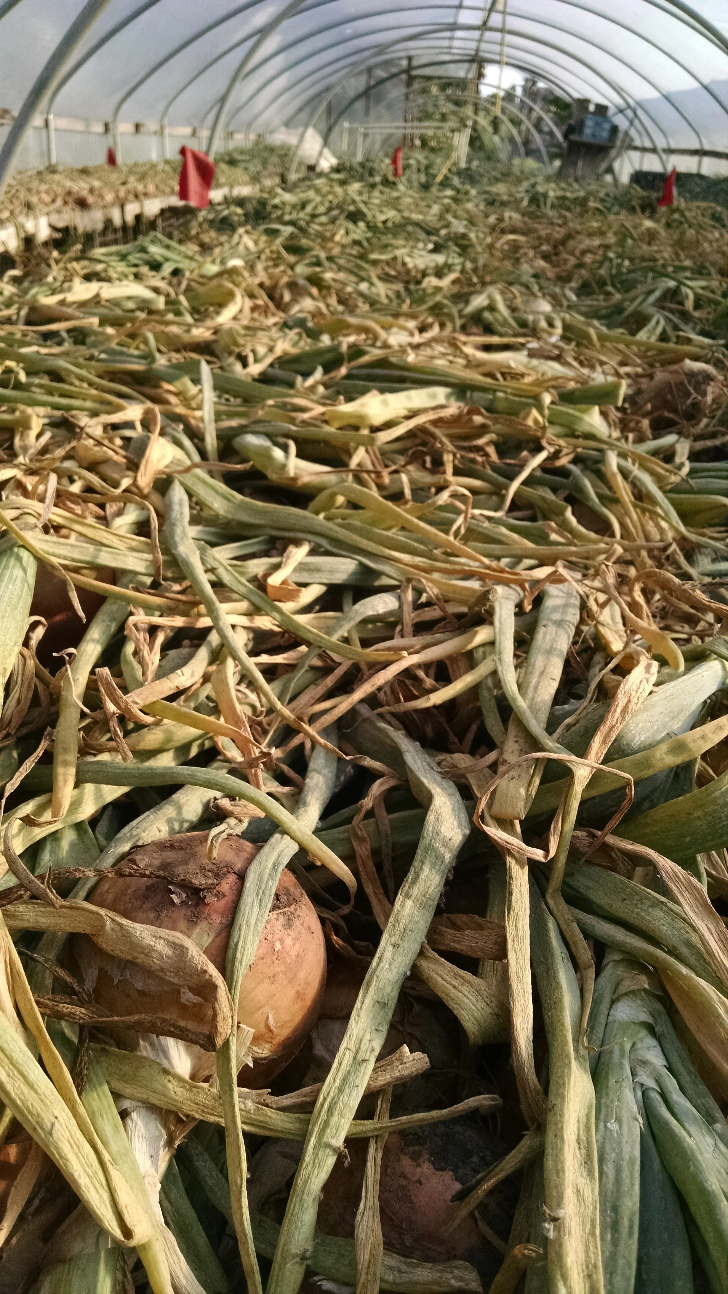 The onions begin to cure