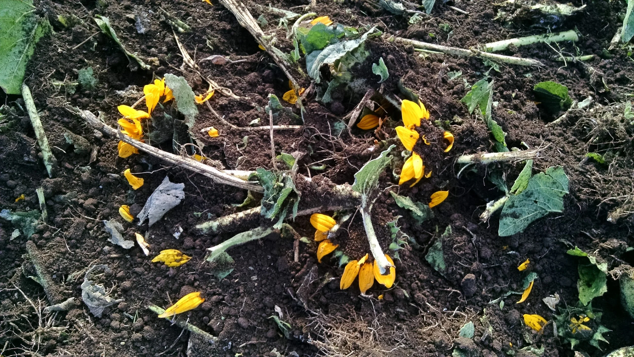 Sunflower petals reentering the earth