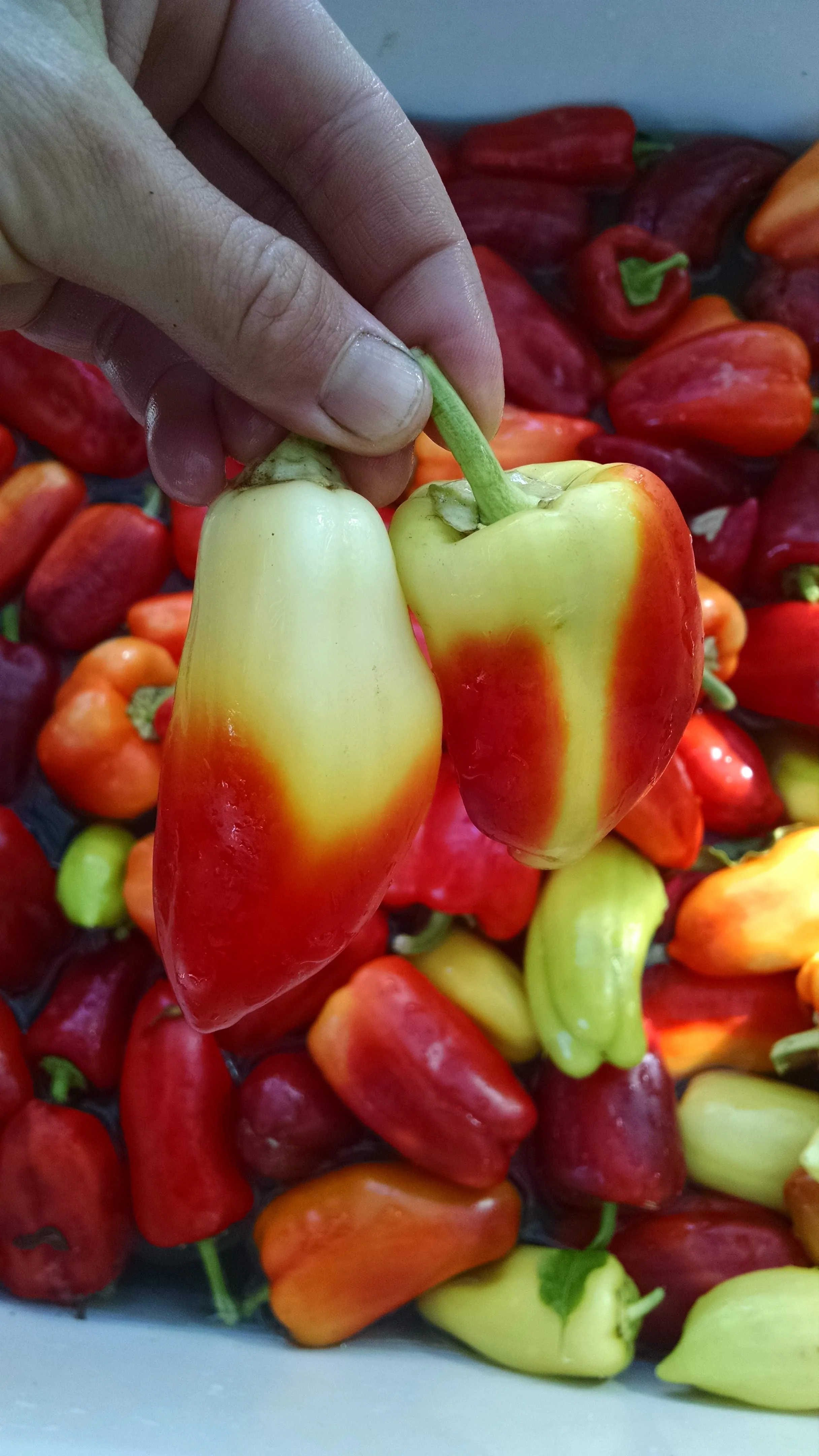 Candy corn peppers