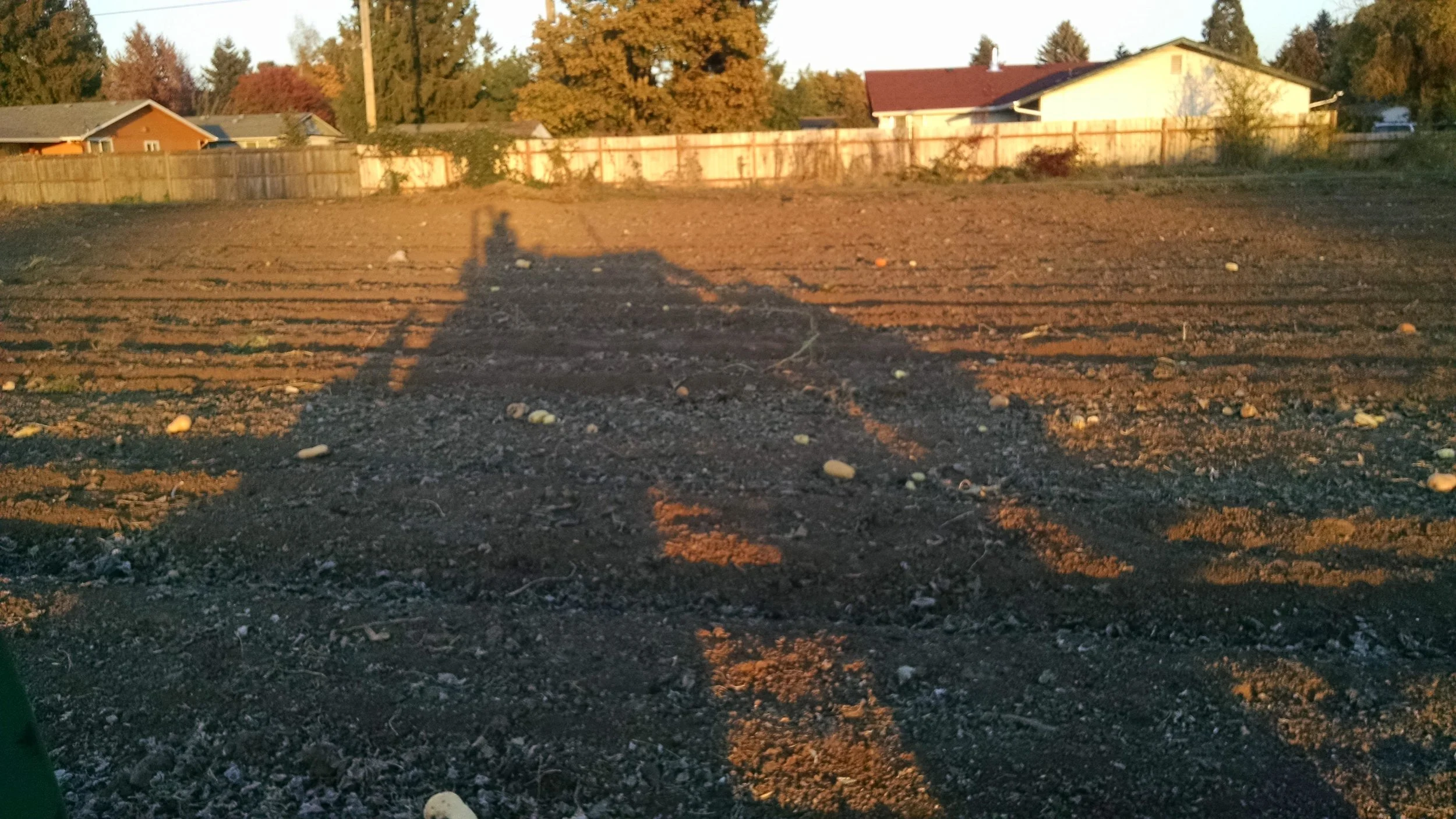 Tilling under the final frontier of winter squash beds