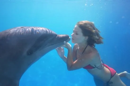 cabo-dolphins.jpg