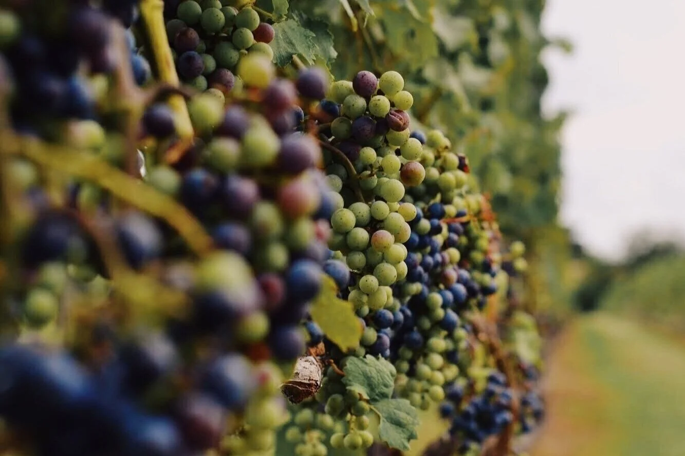 grapes.jpg